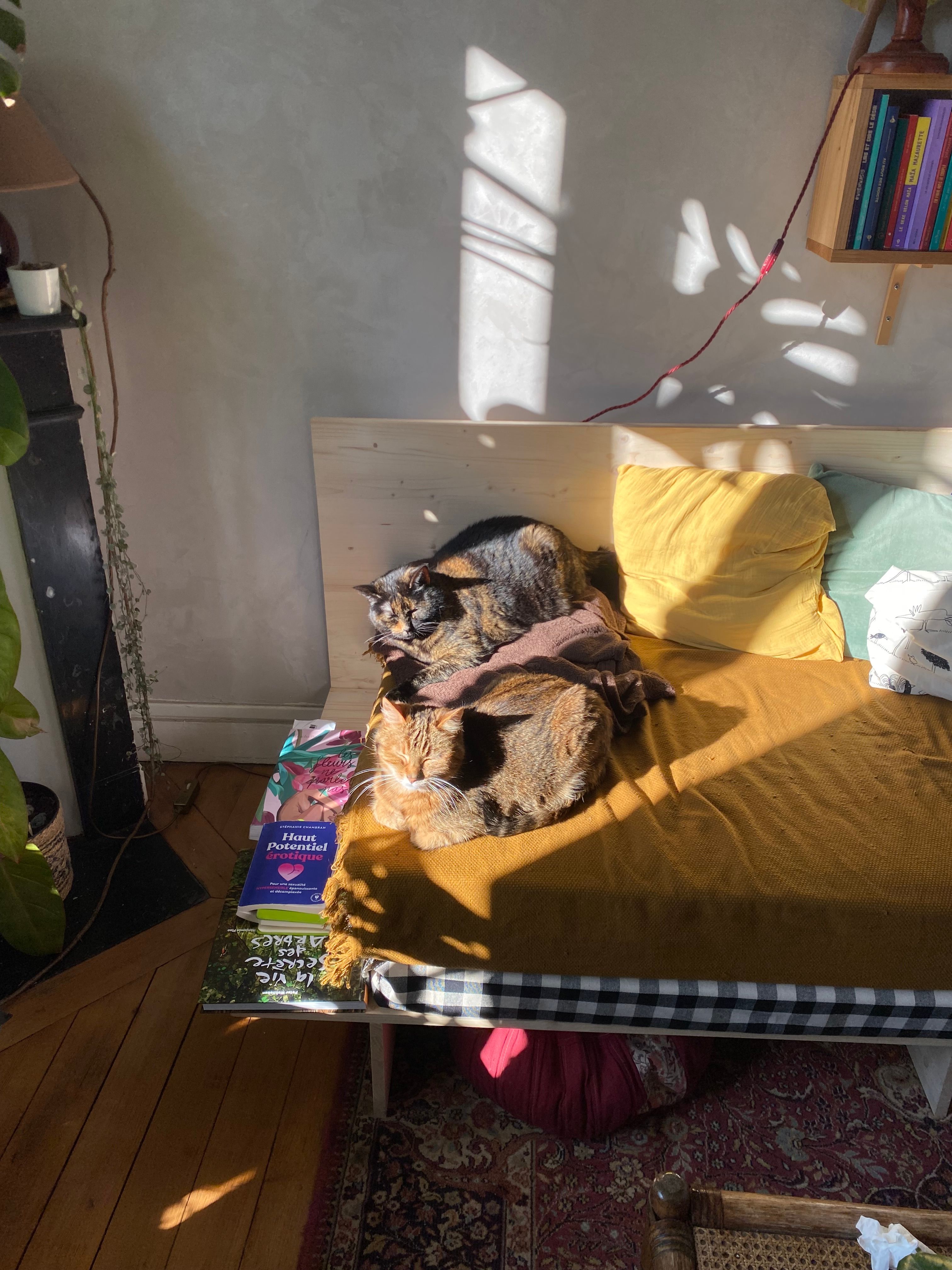 image-7