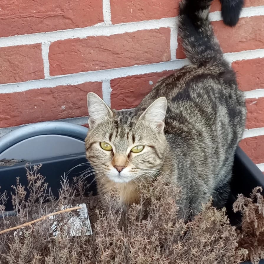 willow