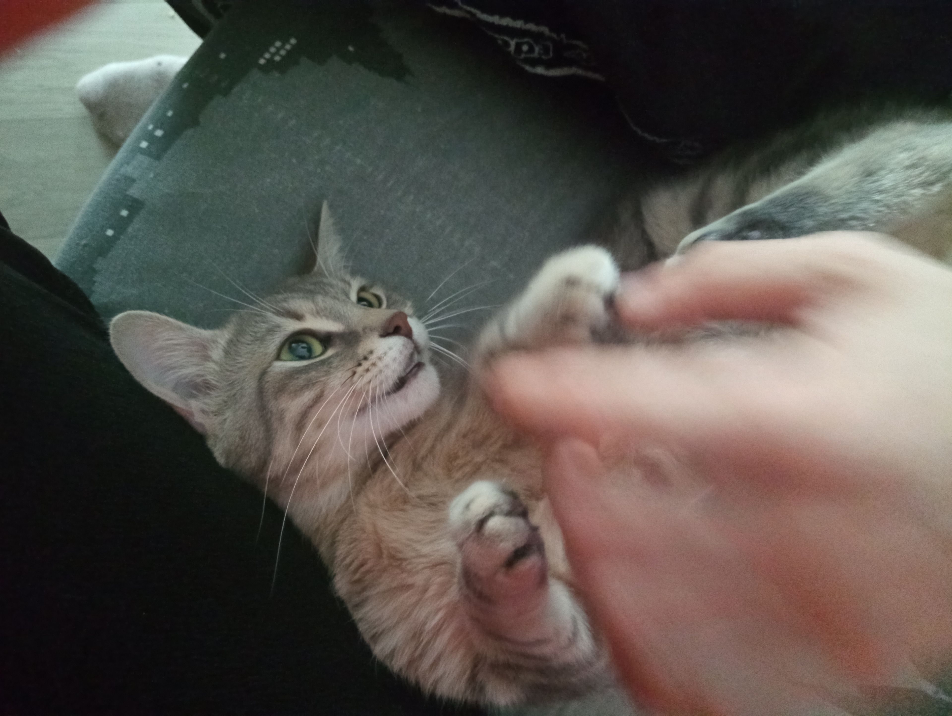 image-7