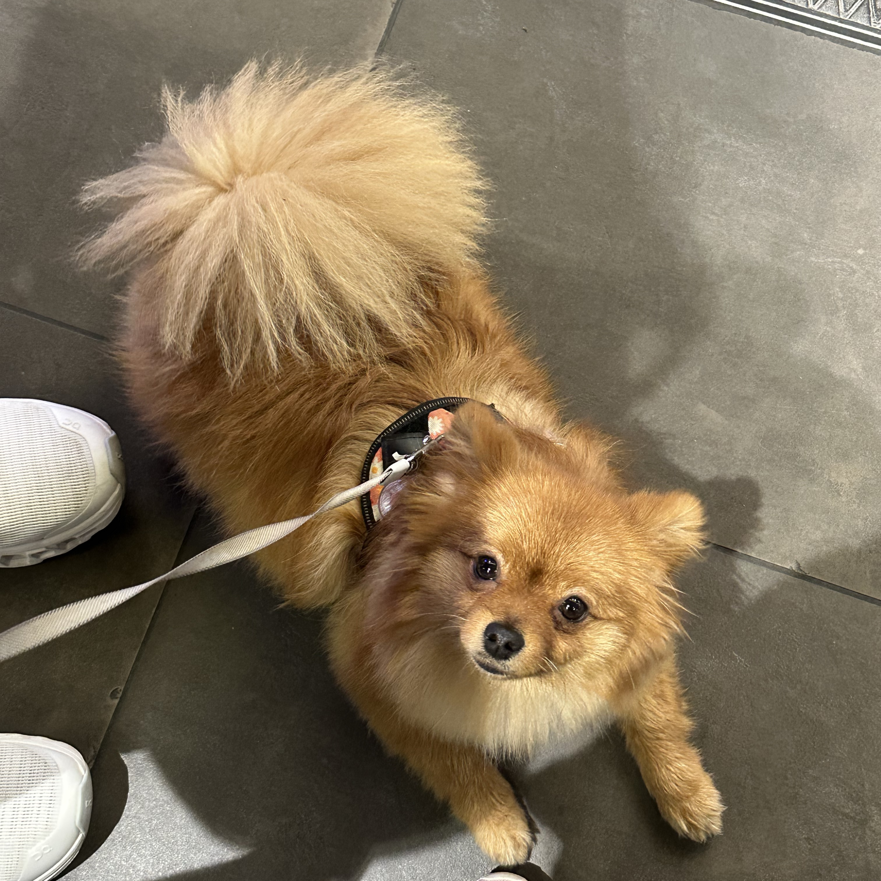 Bubu