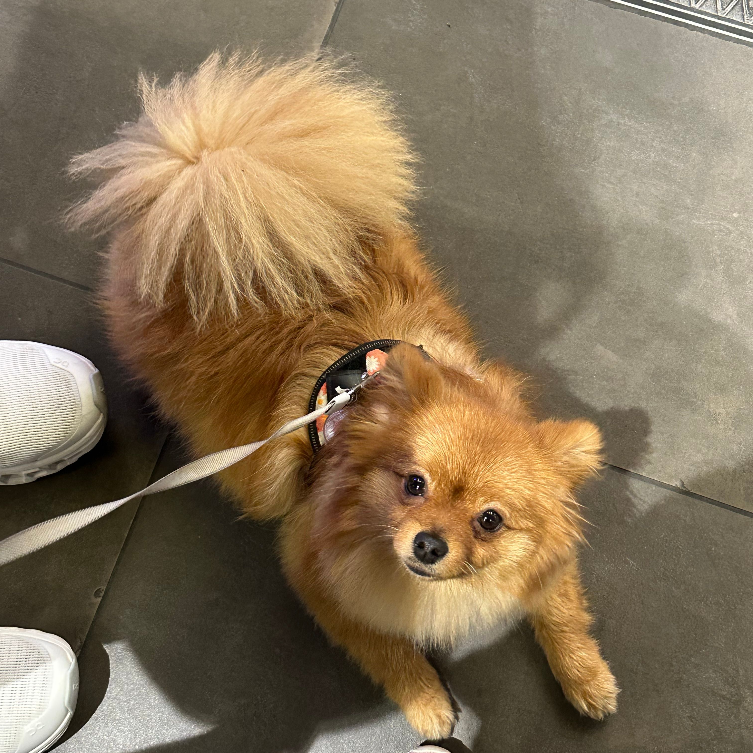 Bubu