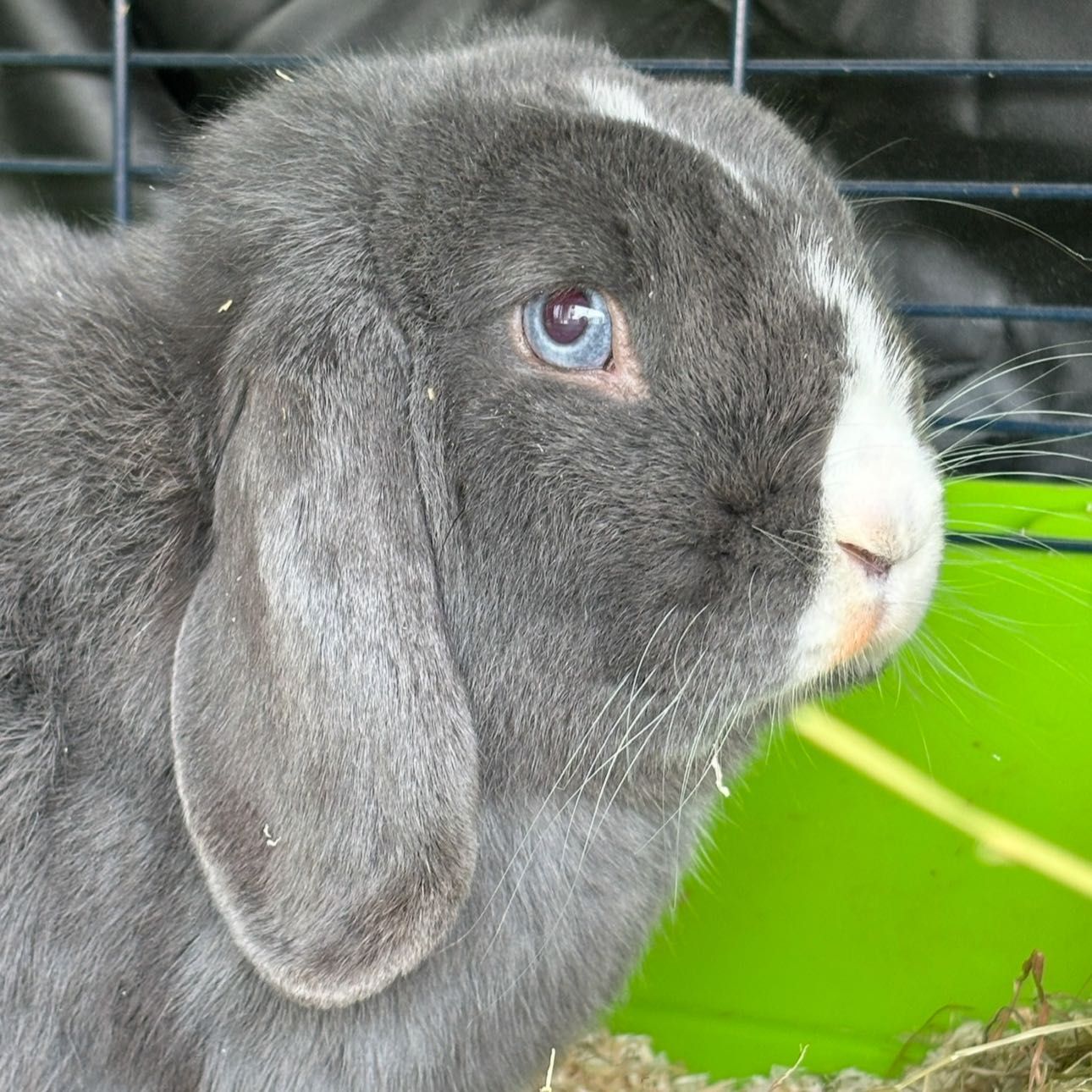 Graui