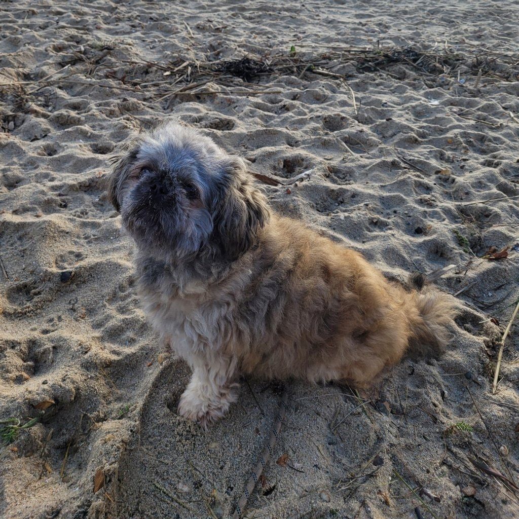 Jake