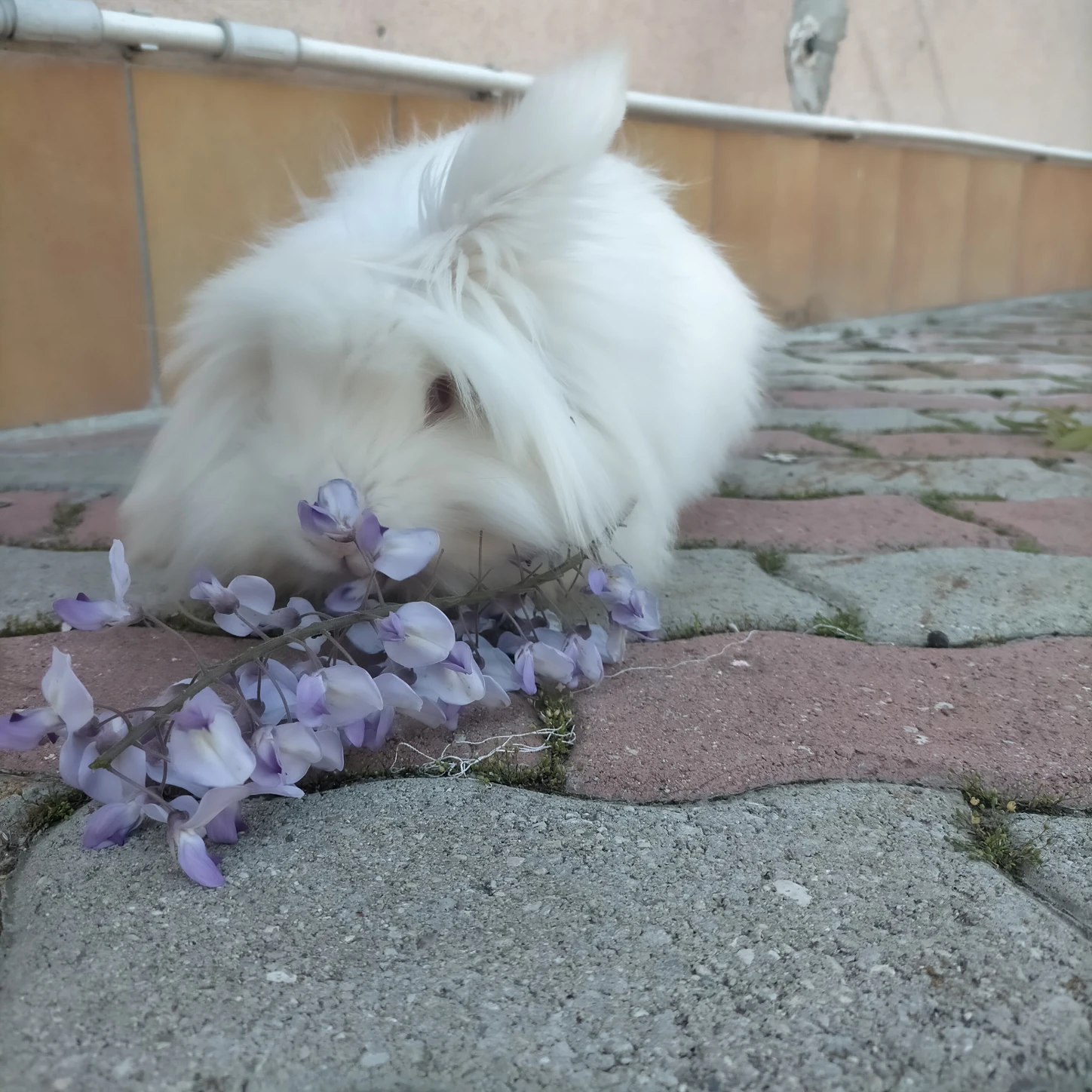image-7