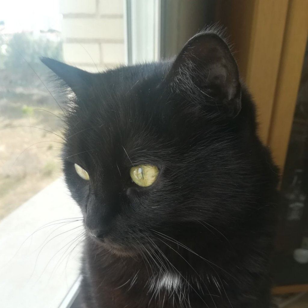 Nukka