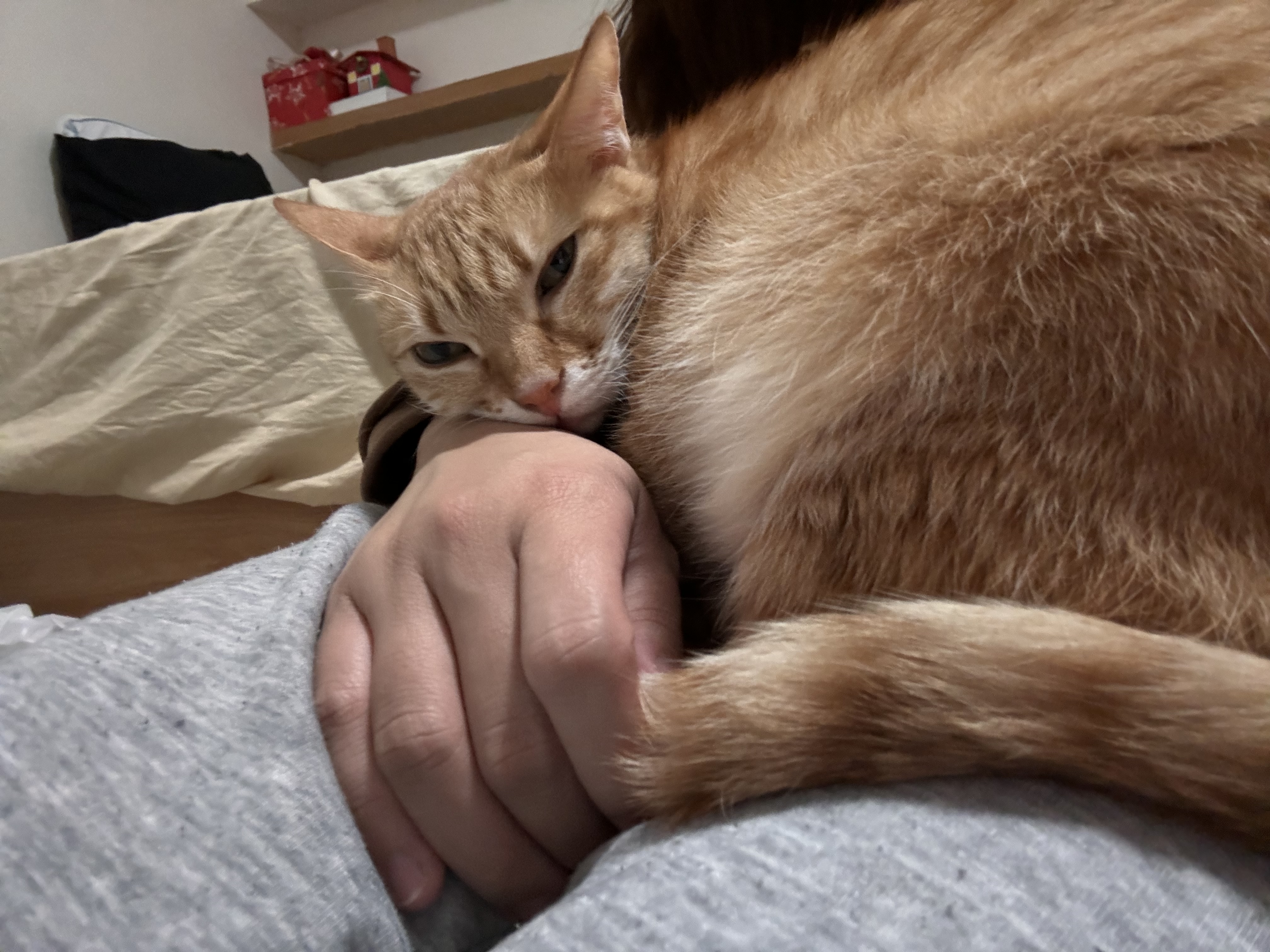 image-7
