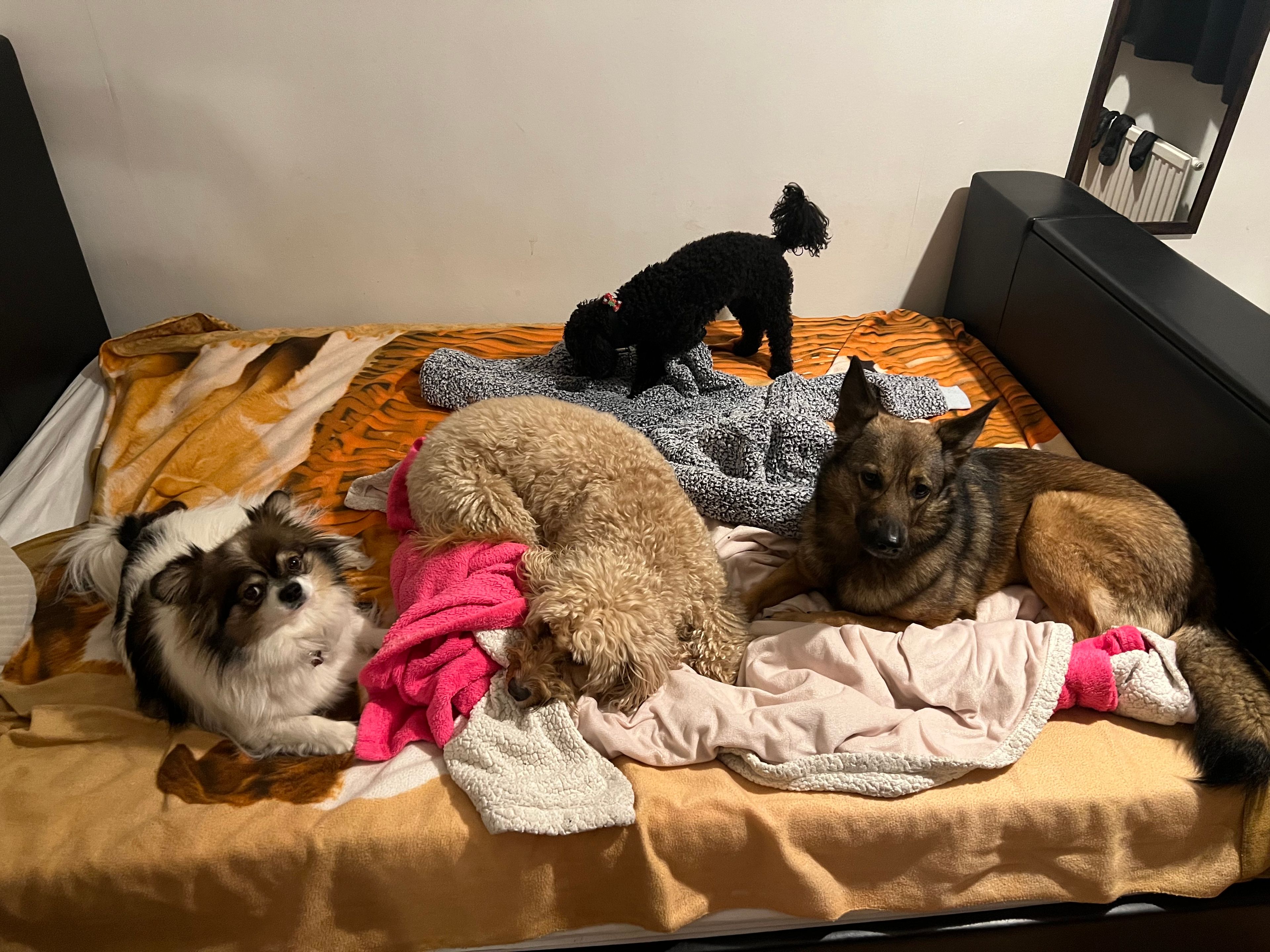 image-12