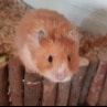 Grace de Hamster