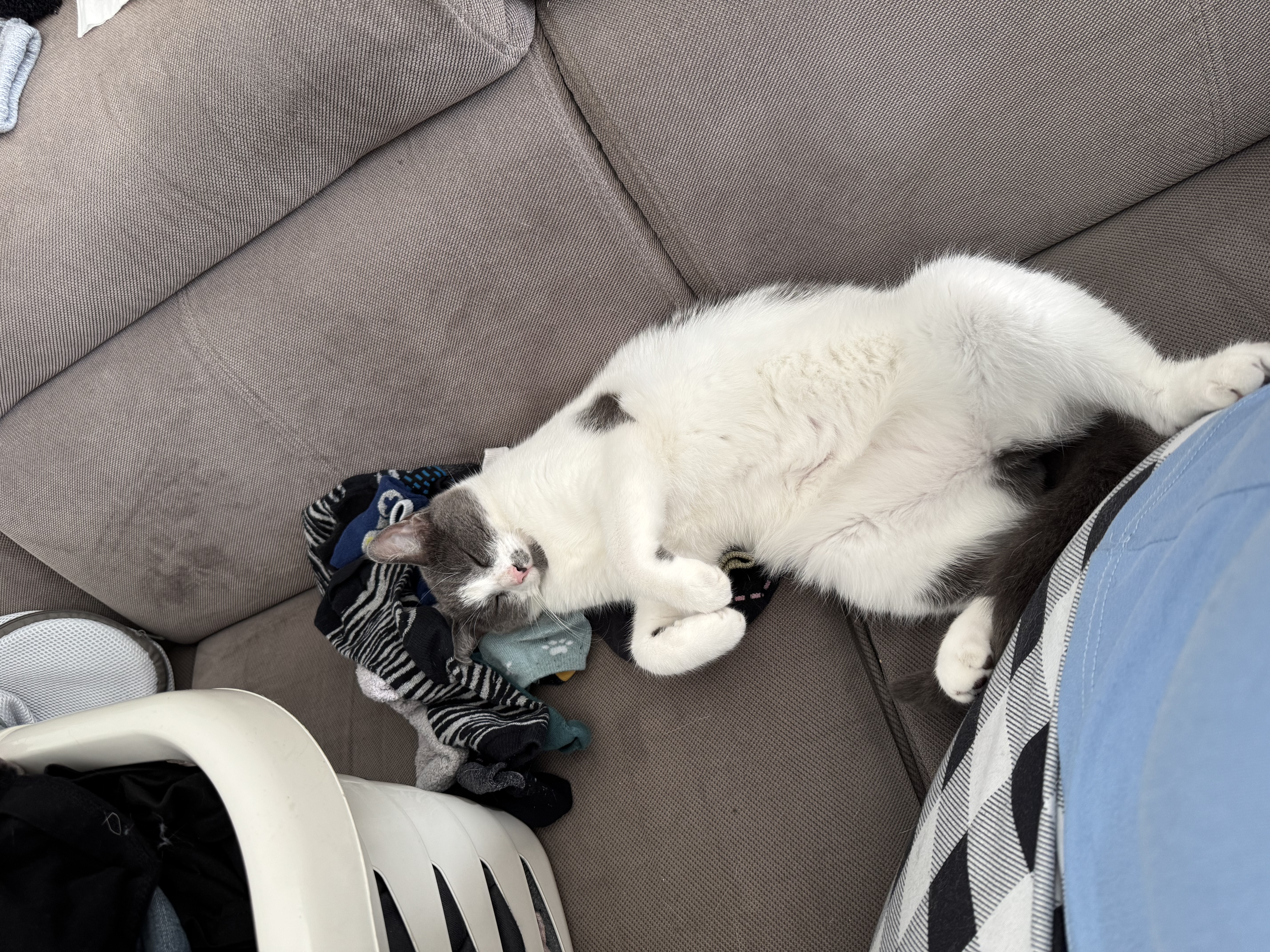 image-7