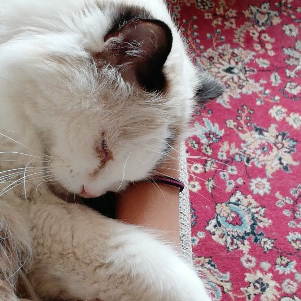 Tommy