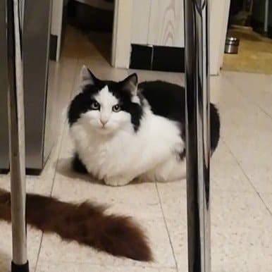Figaro