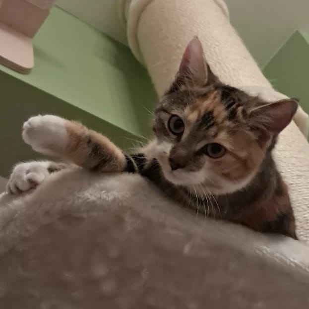 Nova