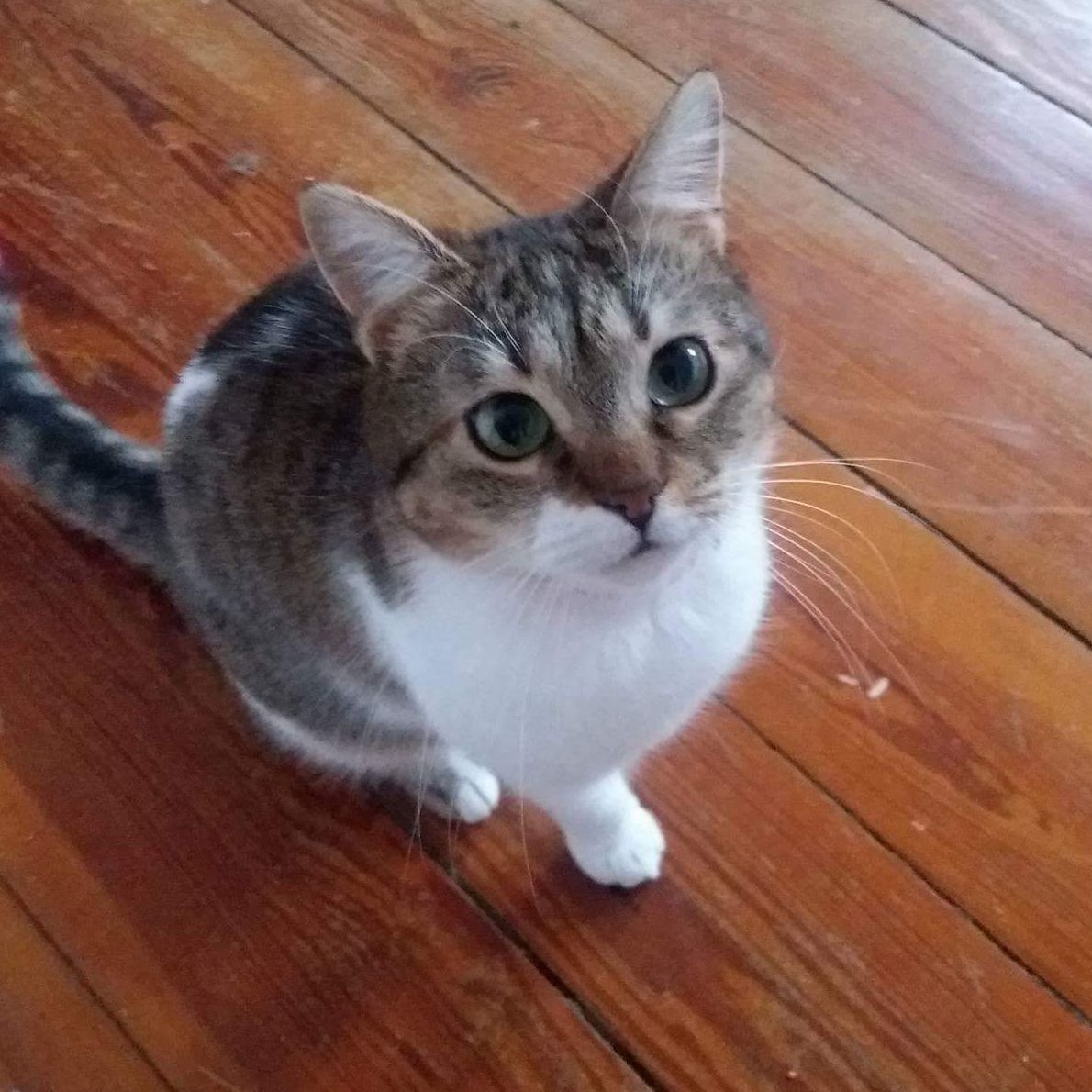 Zizi