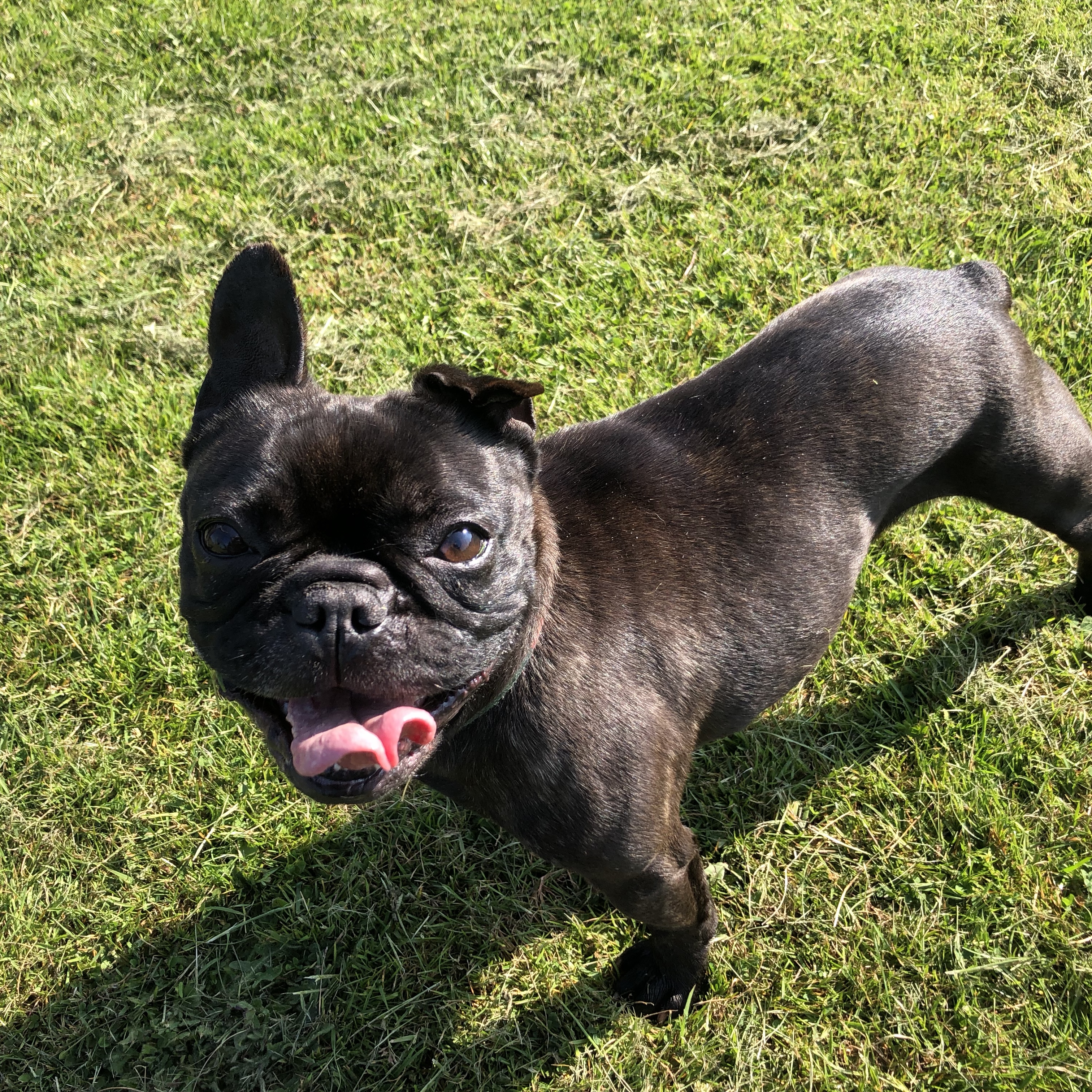 Mavis