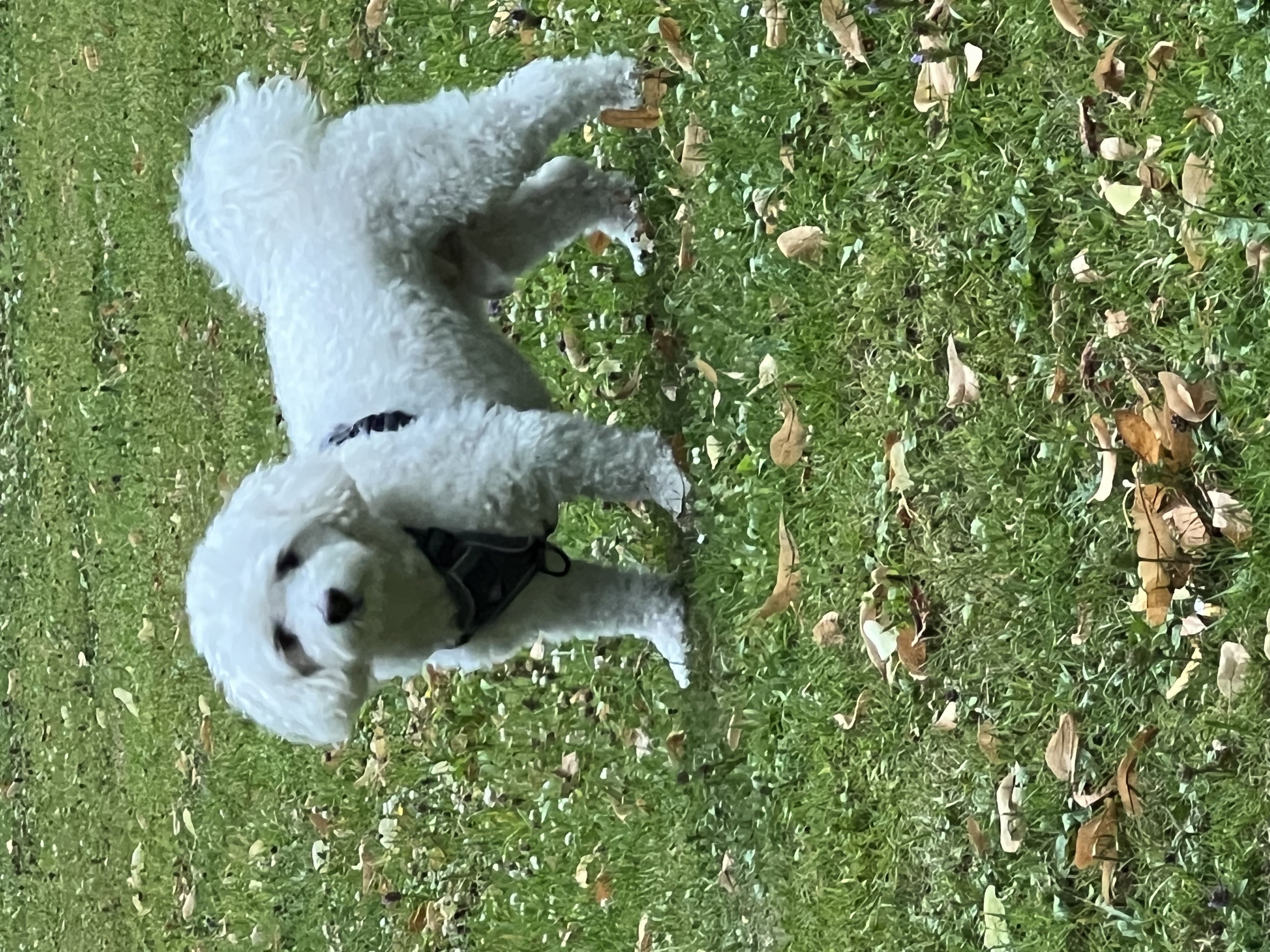 image-17