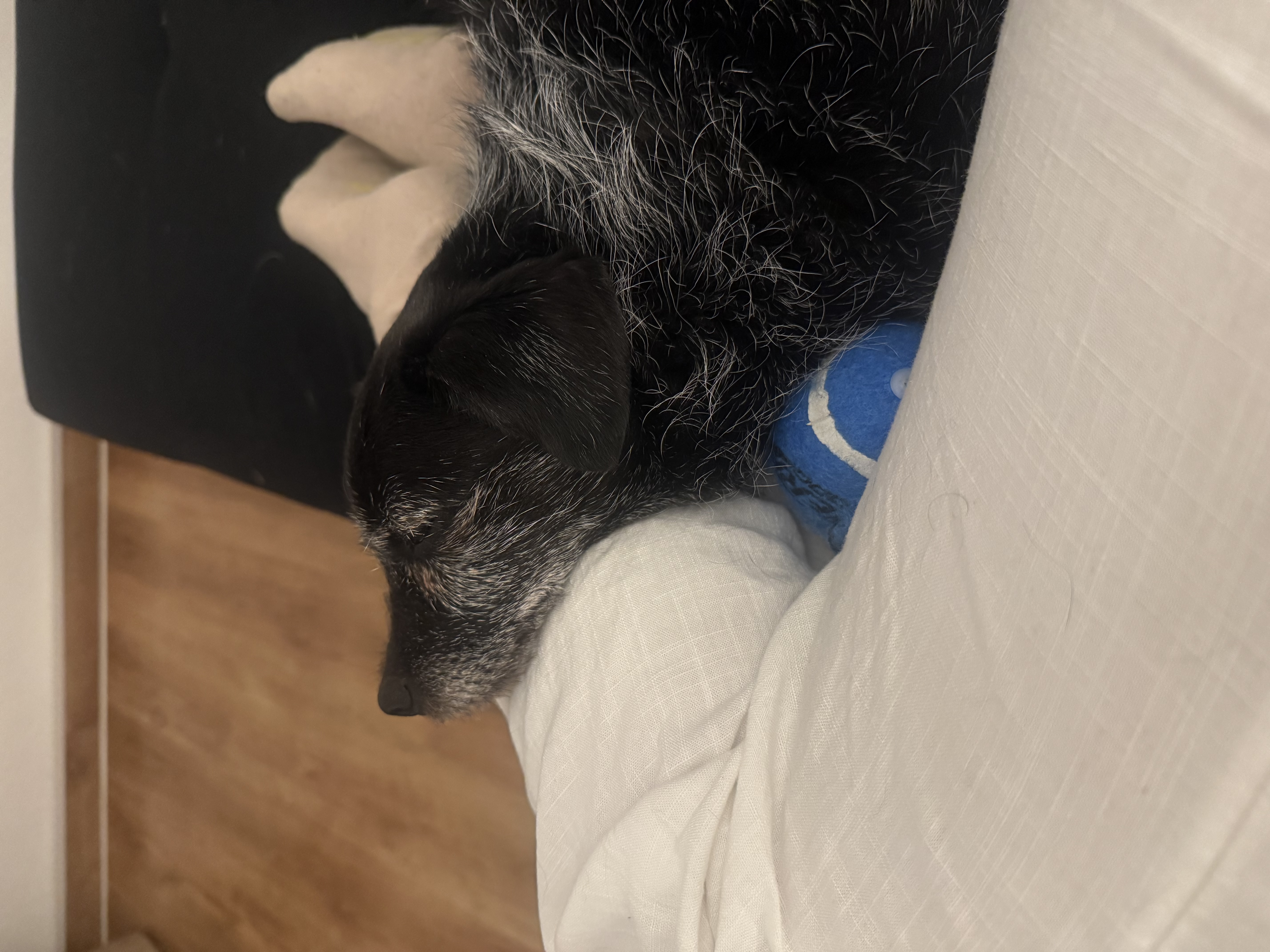 image-16