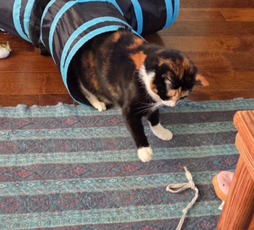 image-6