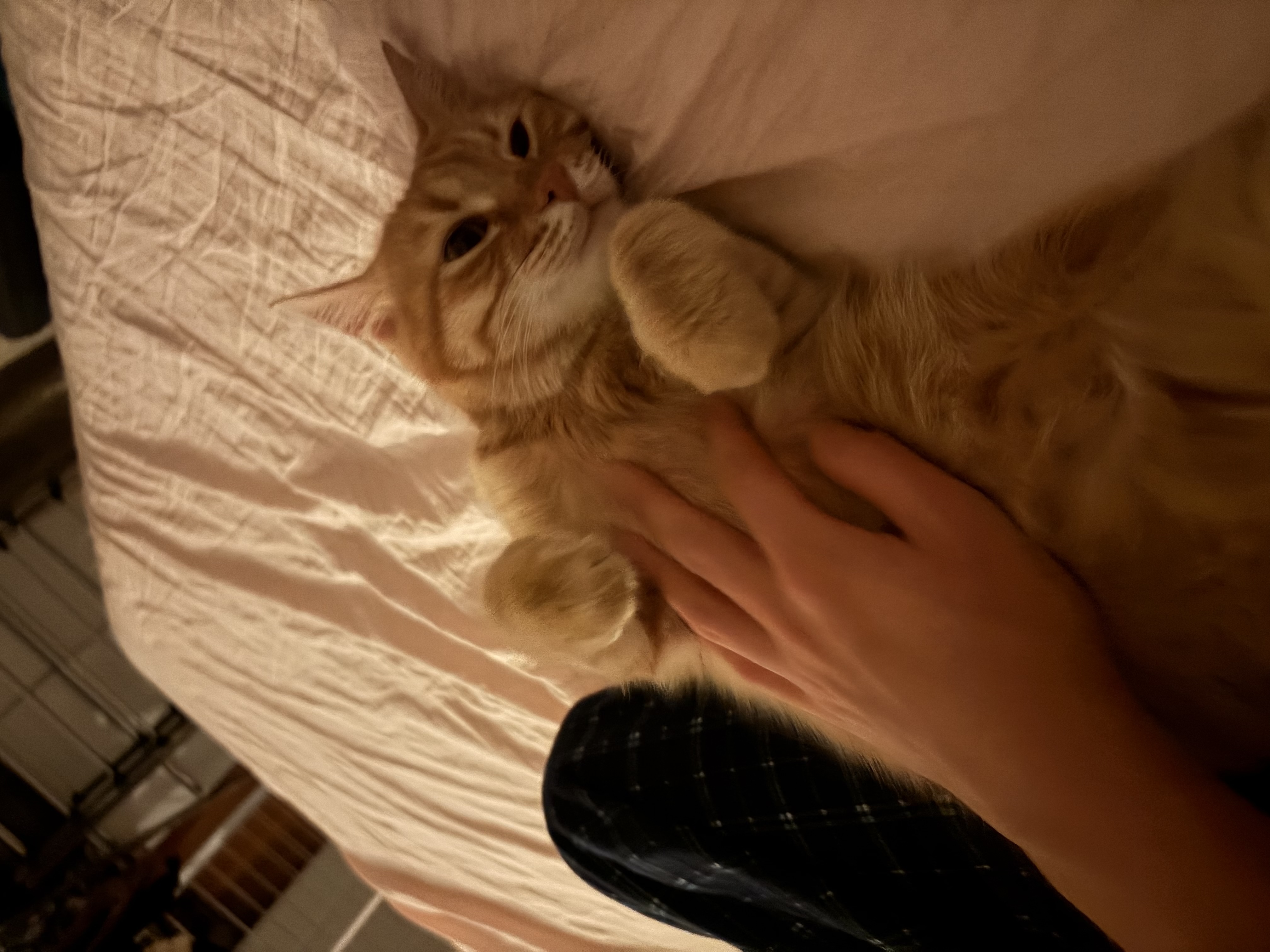 image-6