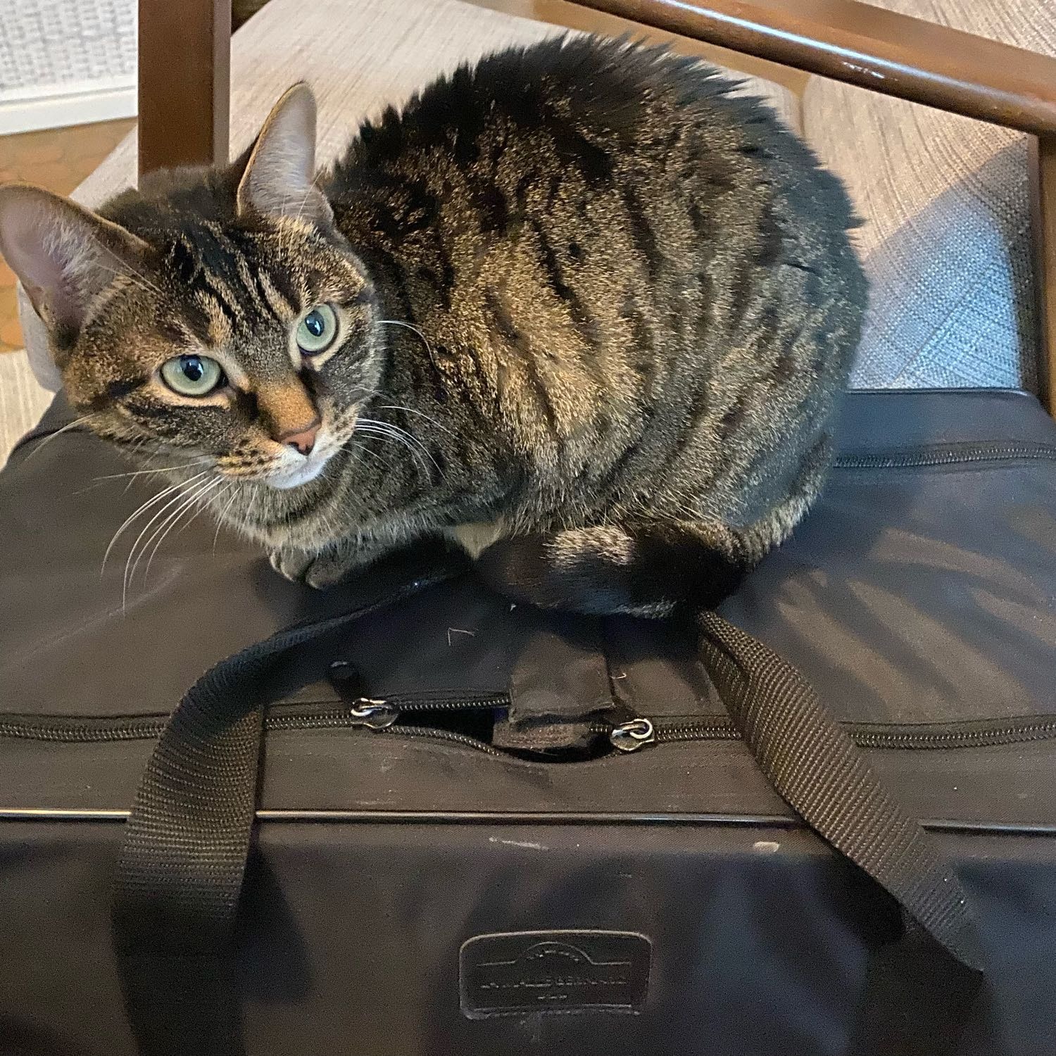 Lila
