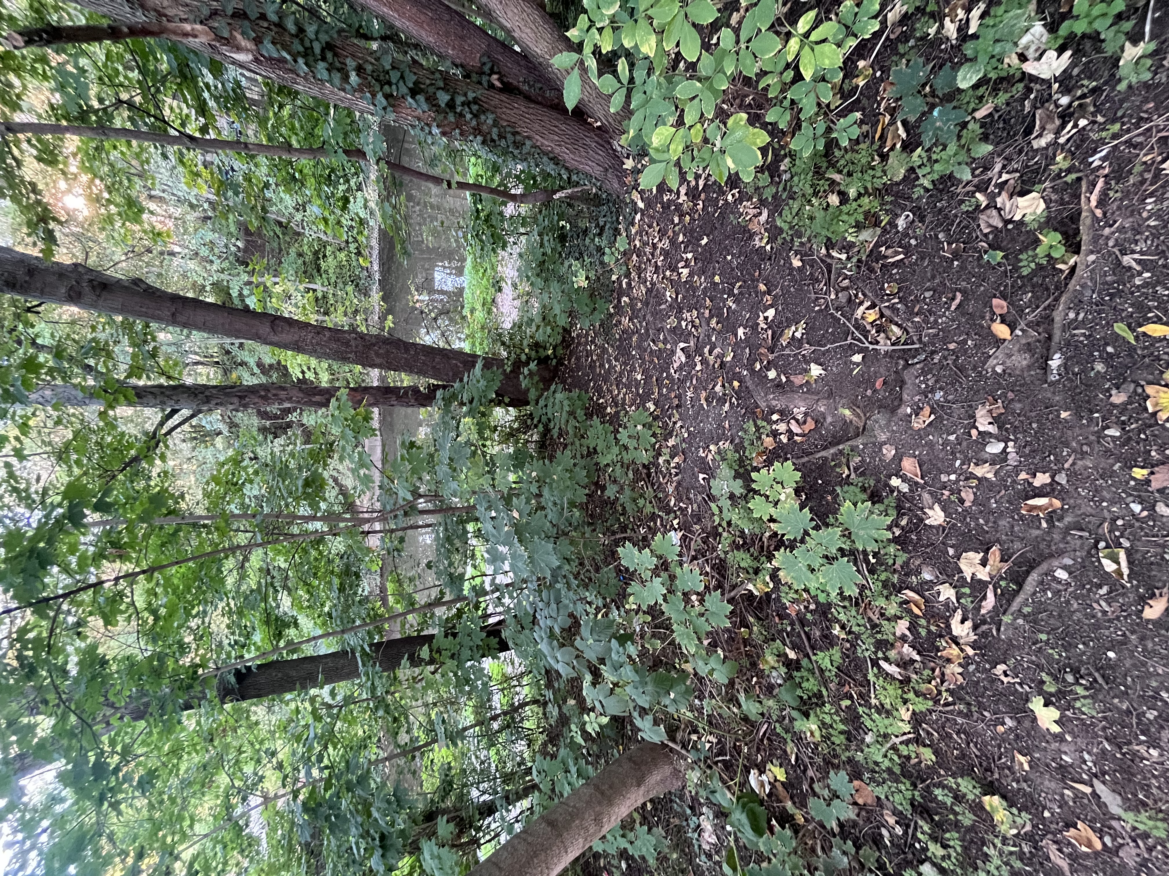 image-17