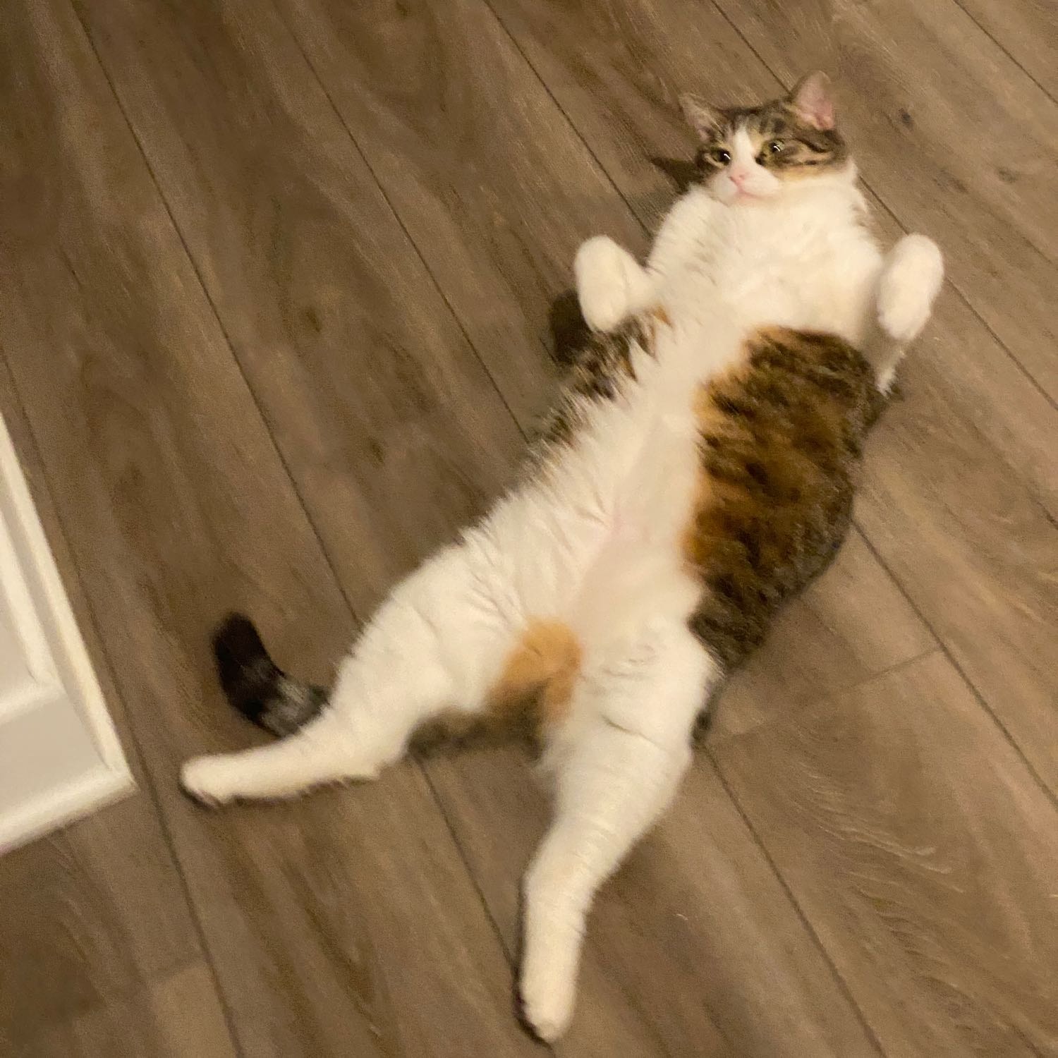 Échos ( ou grosse patate )