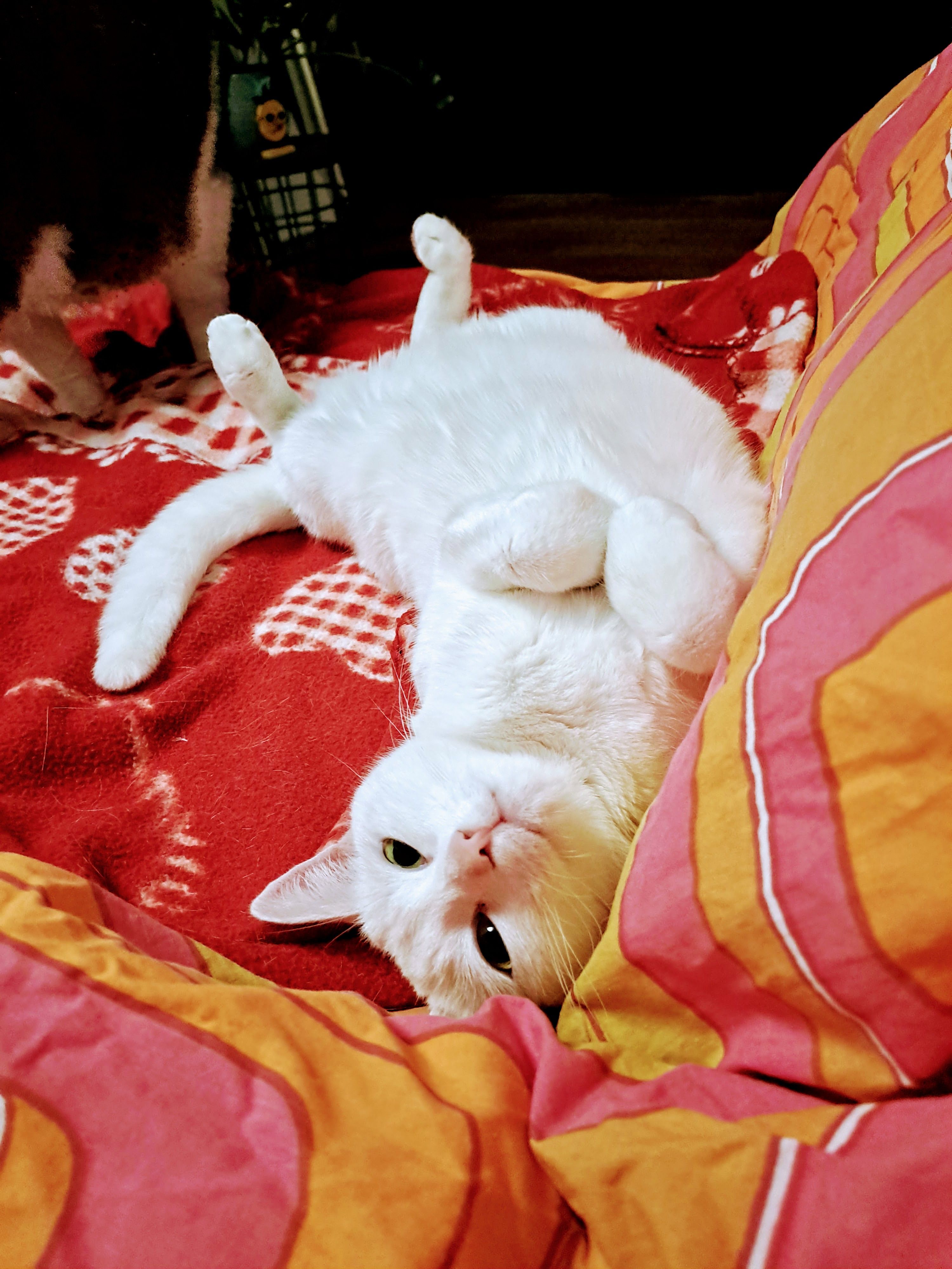 image-8