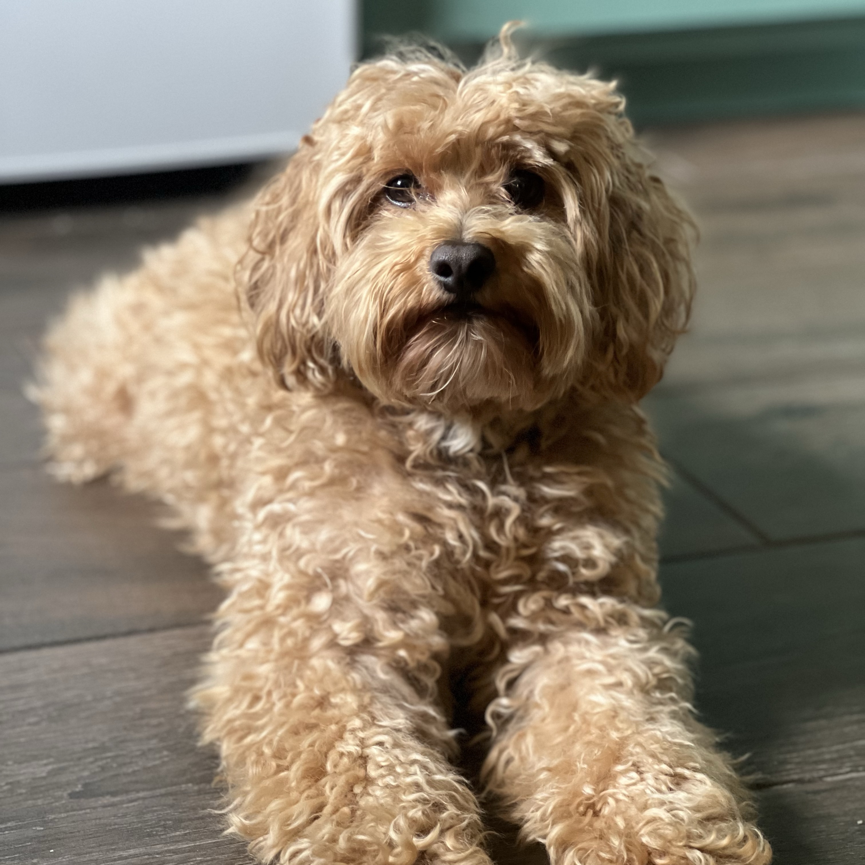 Cooper