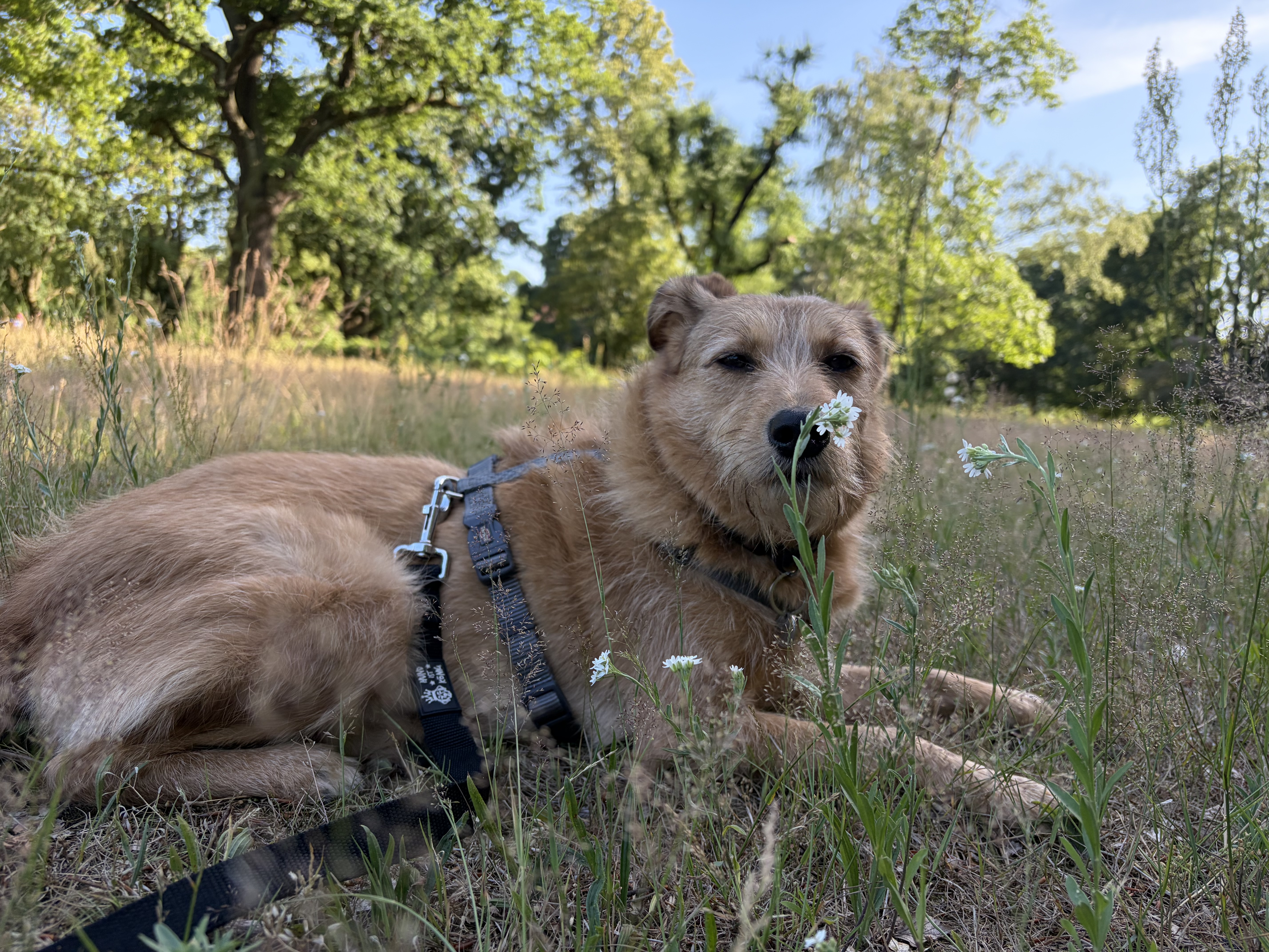image-15