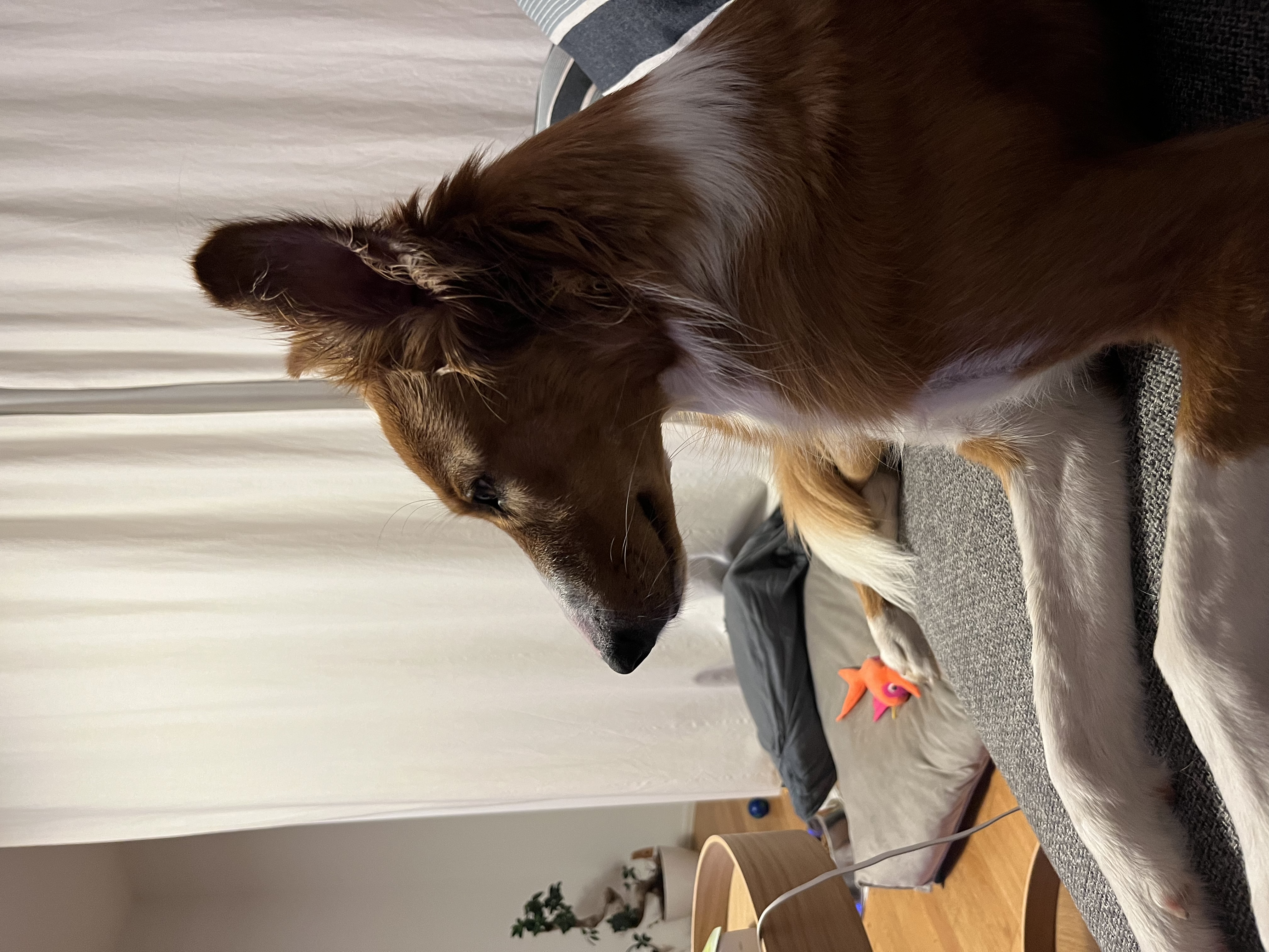 image-9