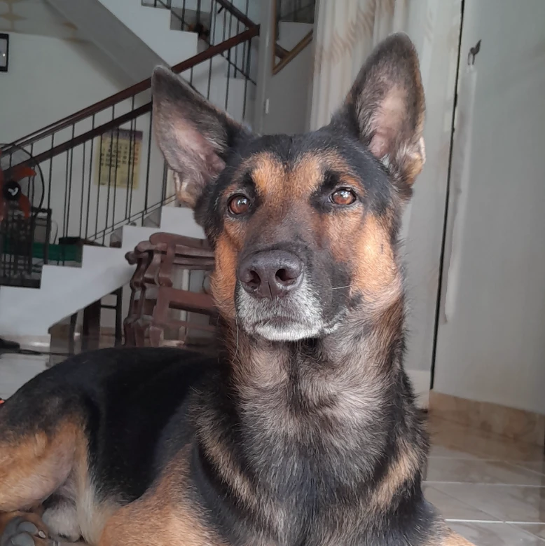 Rex