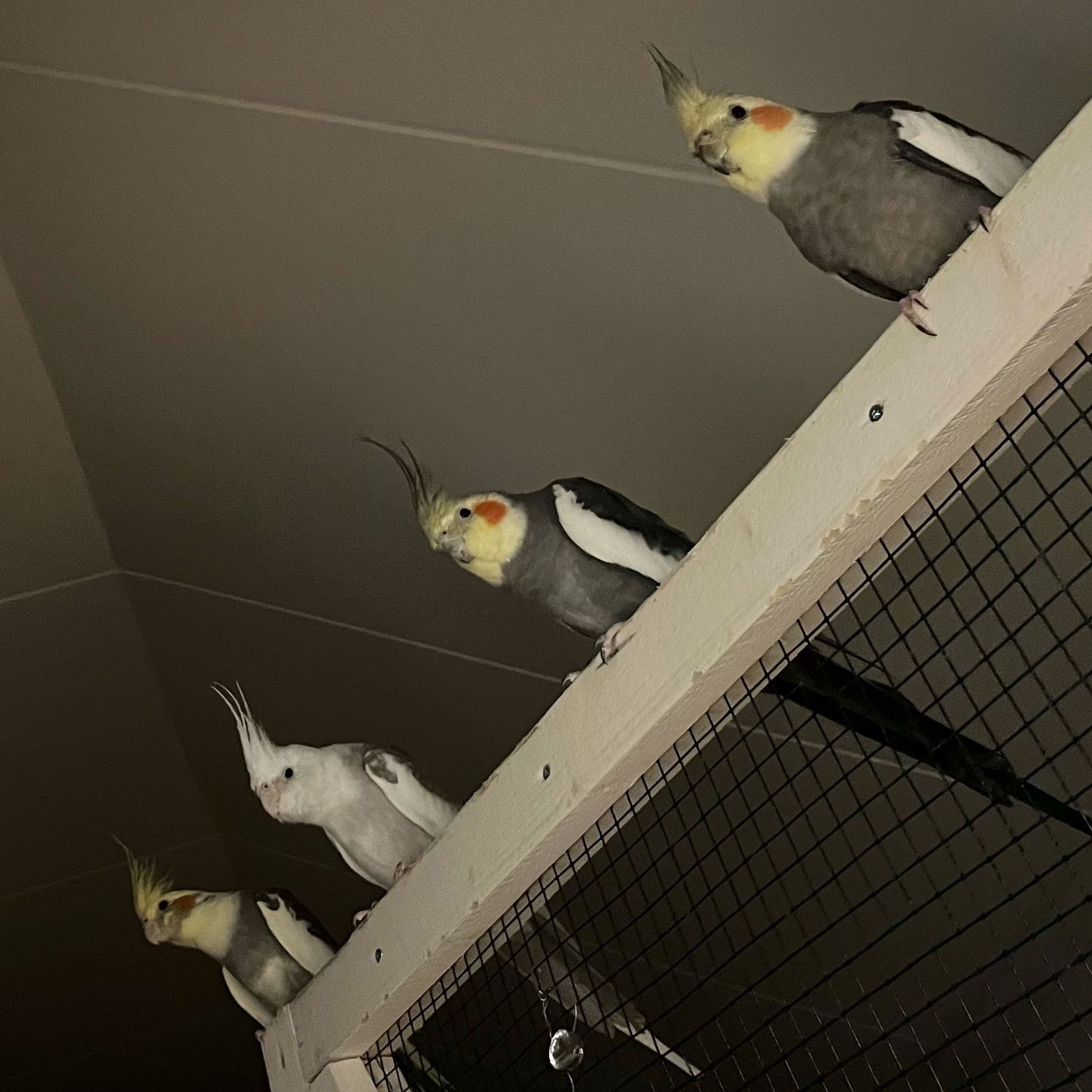 Neitokakadut (Kuku,Kuki,Lintu ja Bobi)