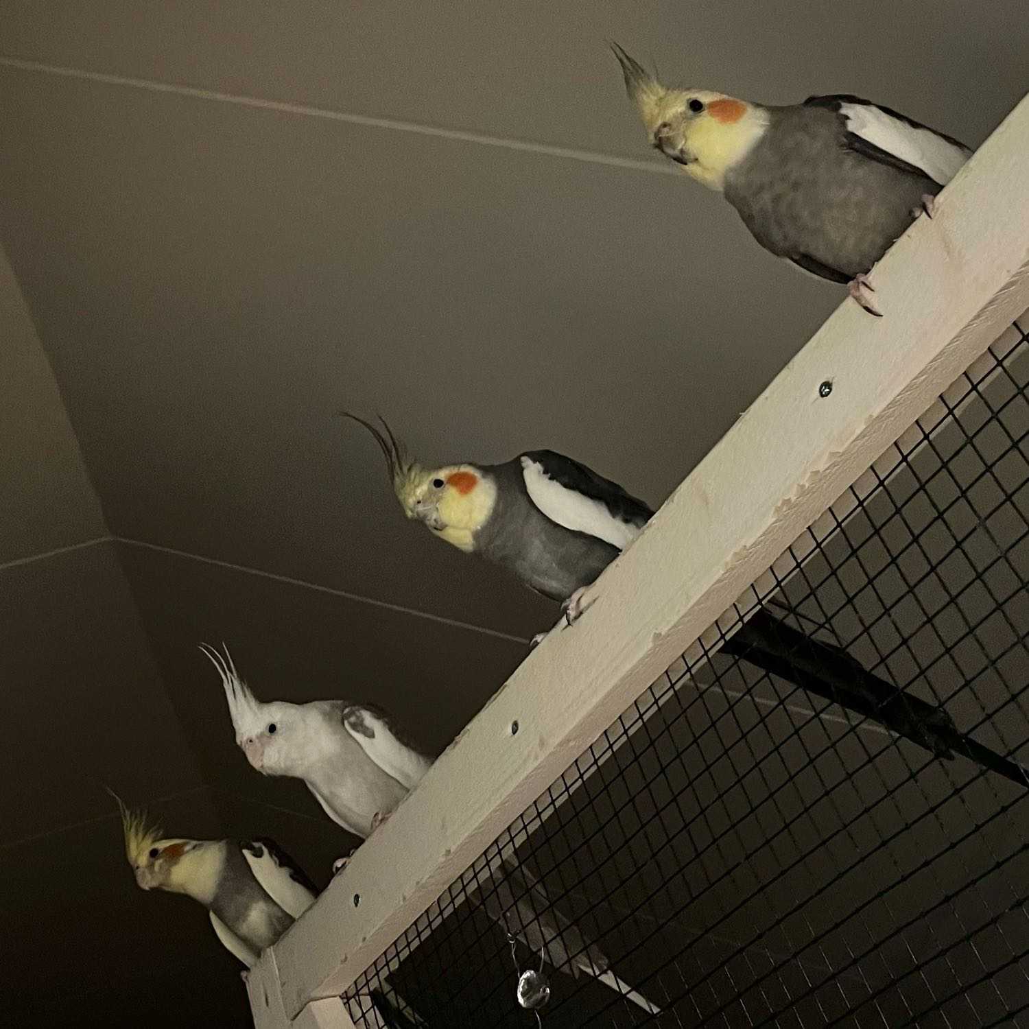 Neitokakadut (Kuku,Kuki,Lintu ja Bobi)