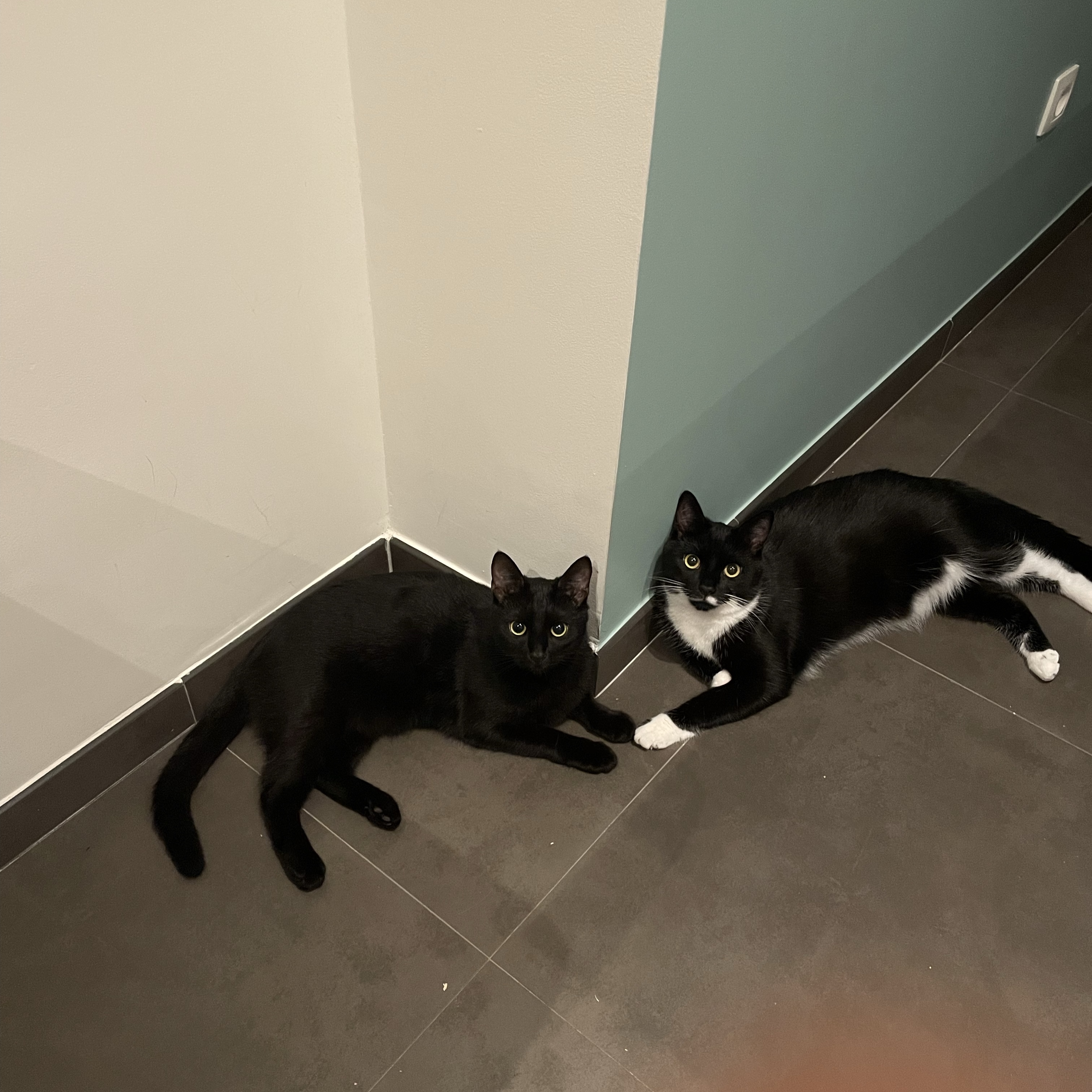 Milo en Pixie 
