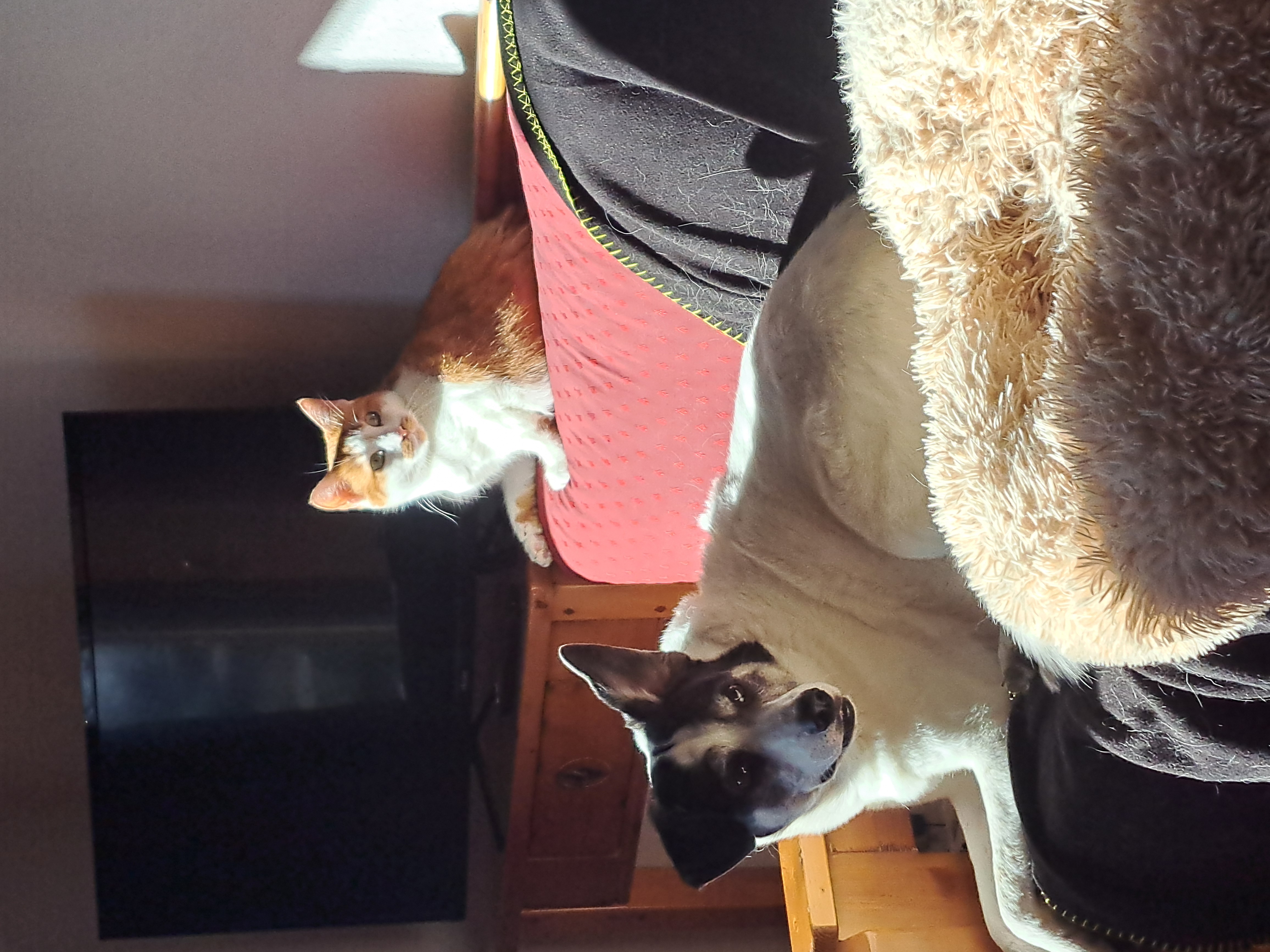 image-7