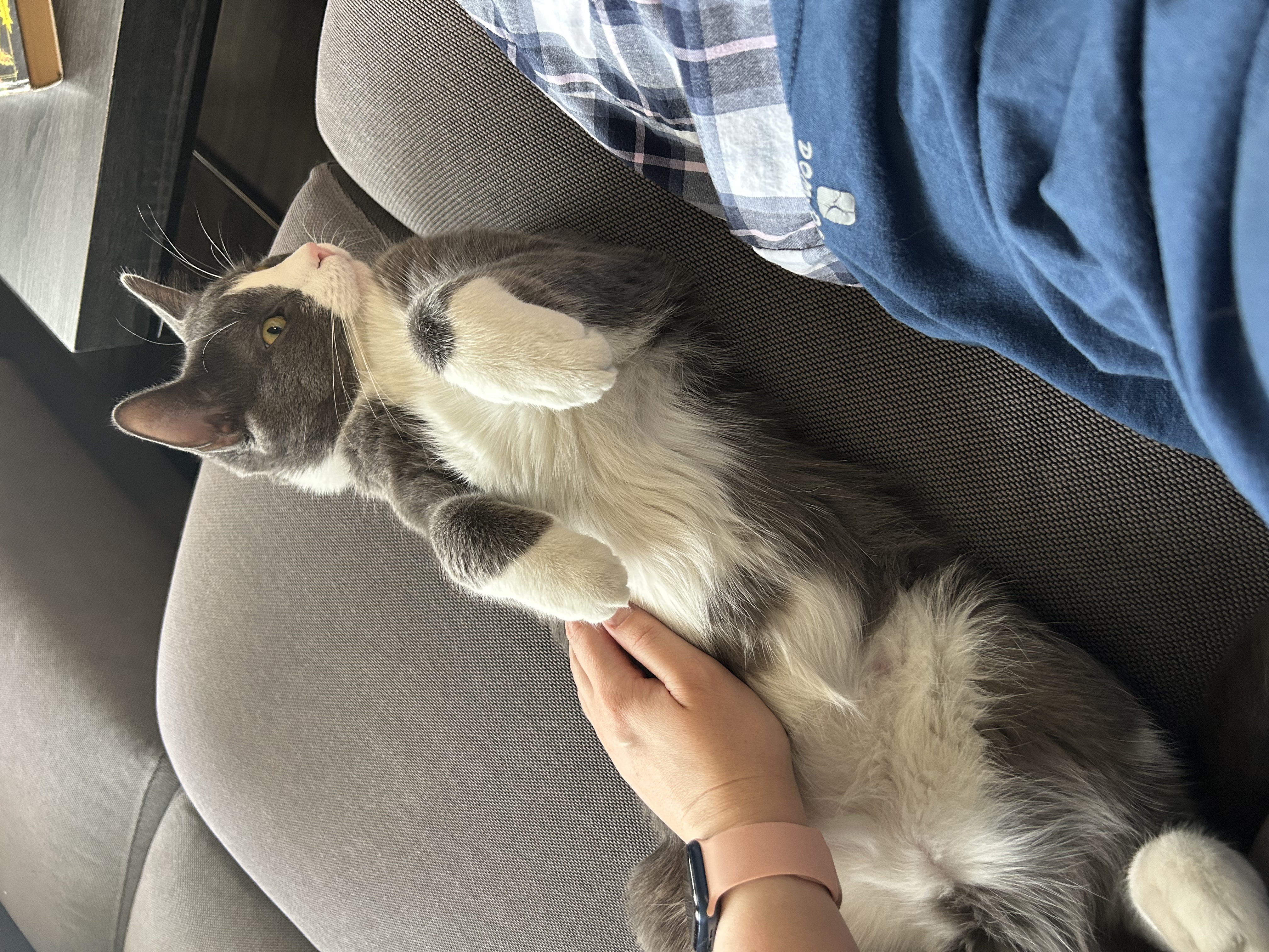 image-7