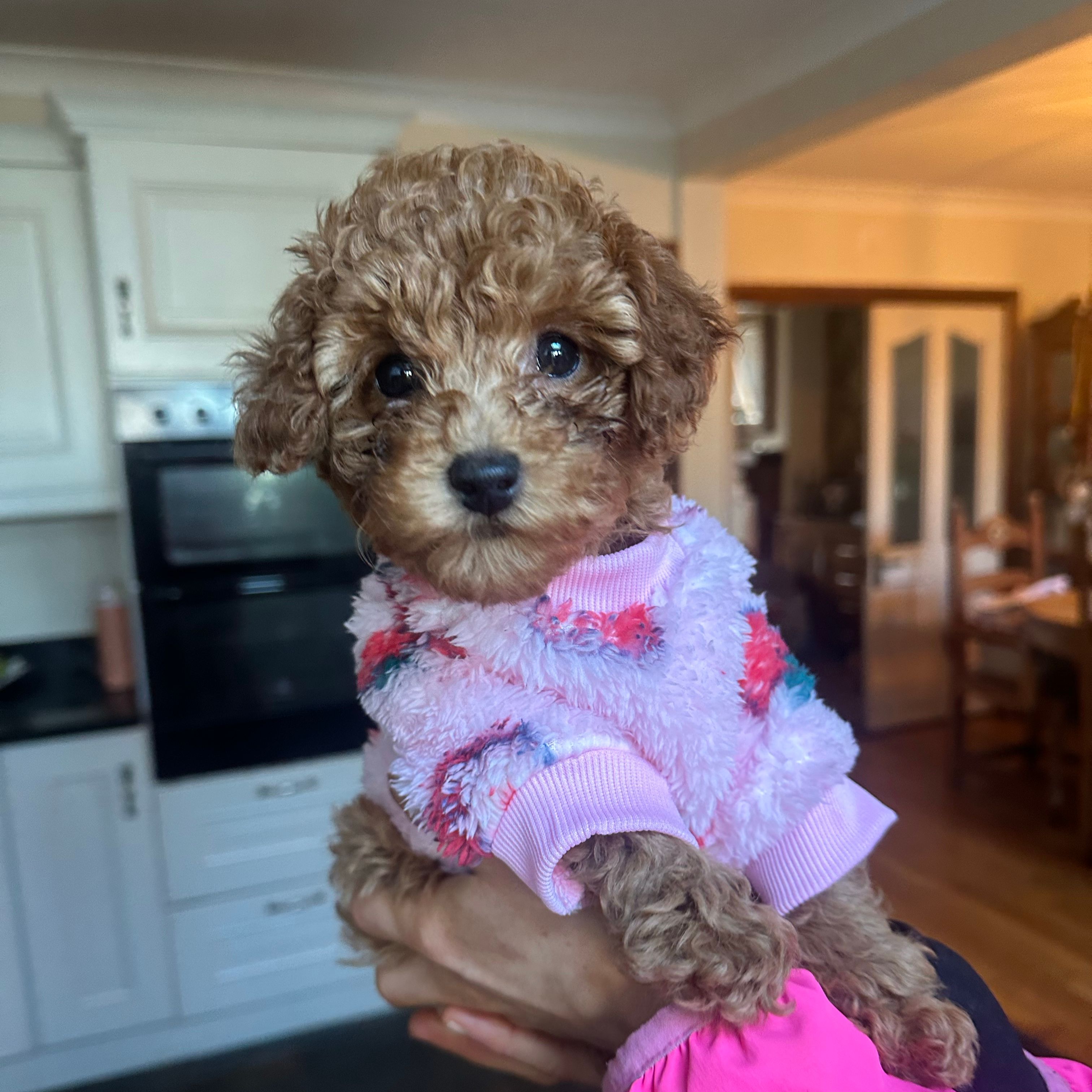 Mimi