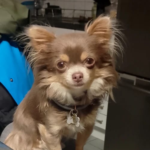 Lulu