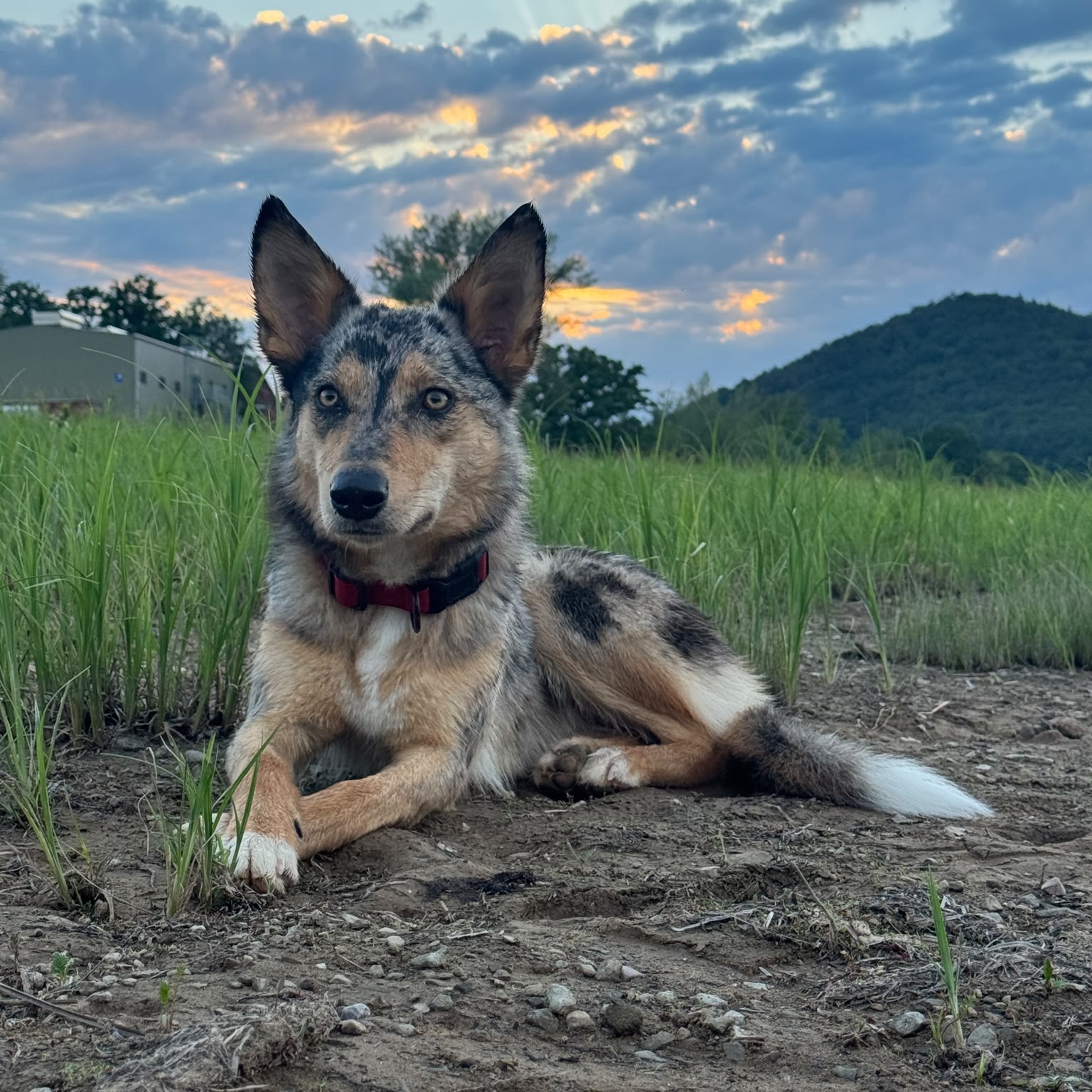 Frieda