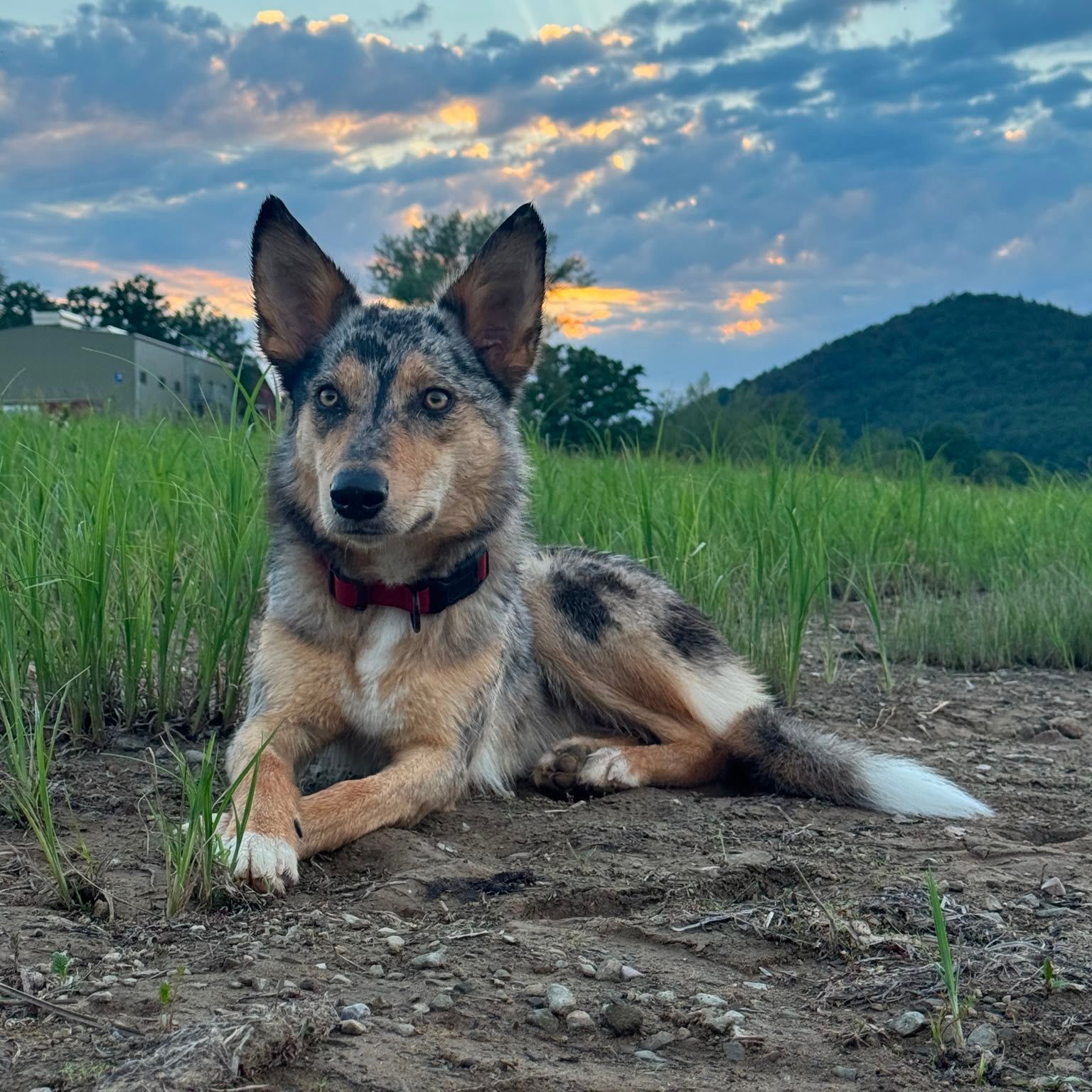Frieda