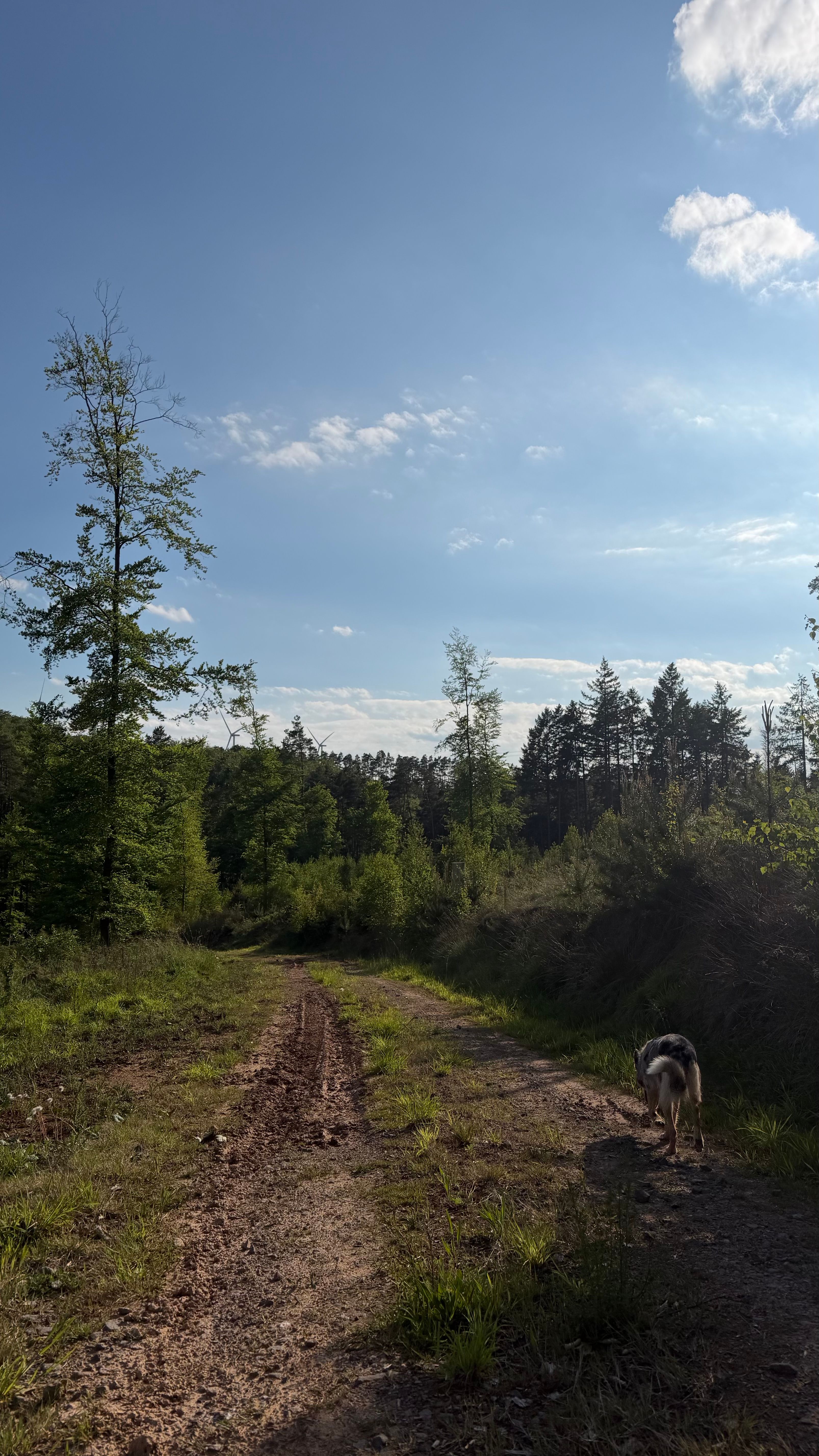 image-19