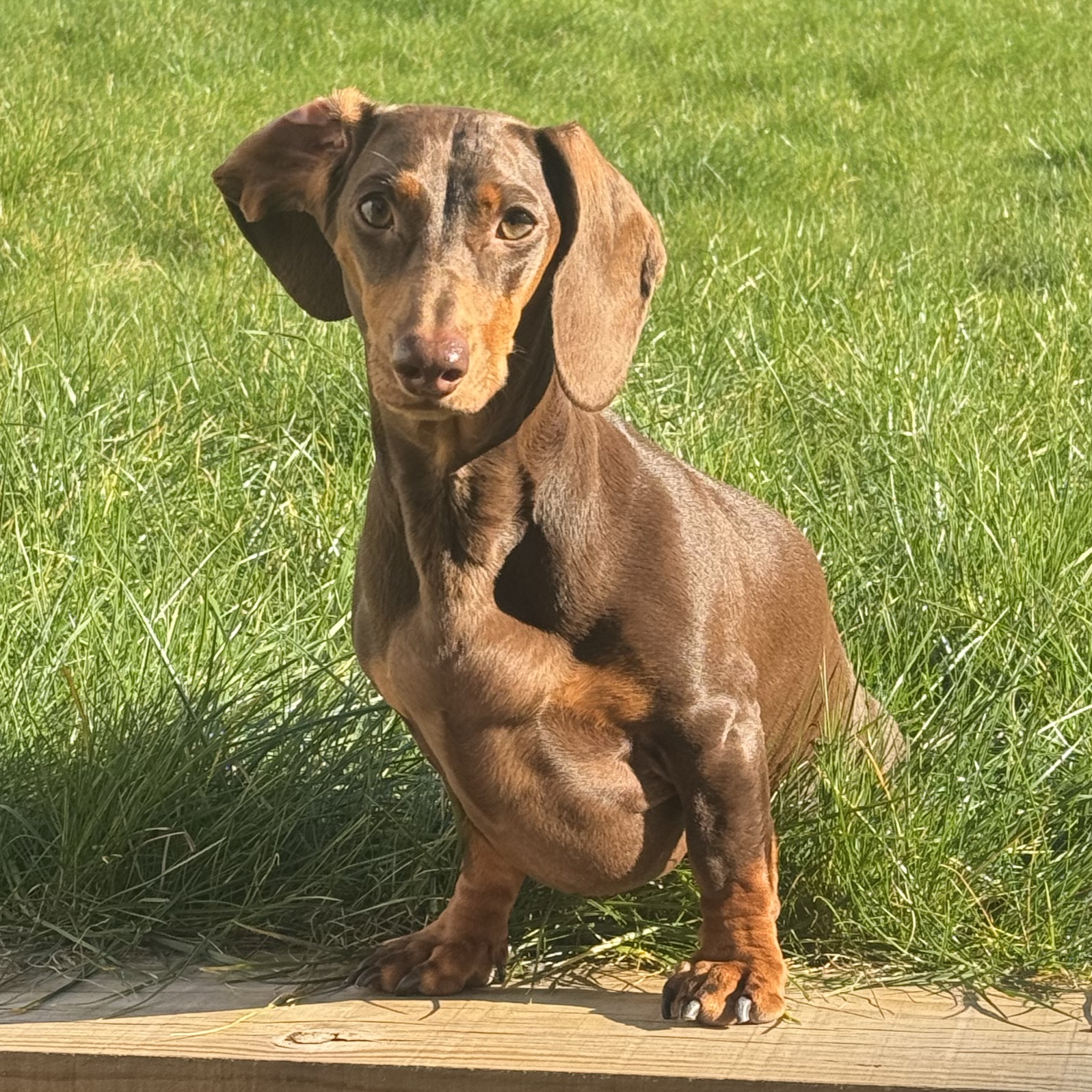 Slinky