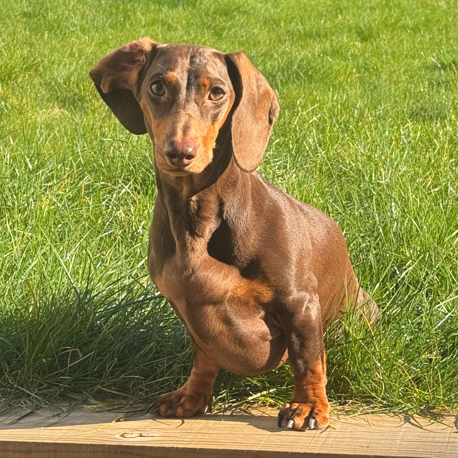 Slinky