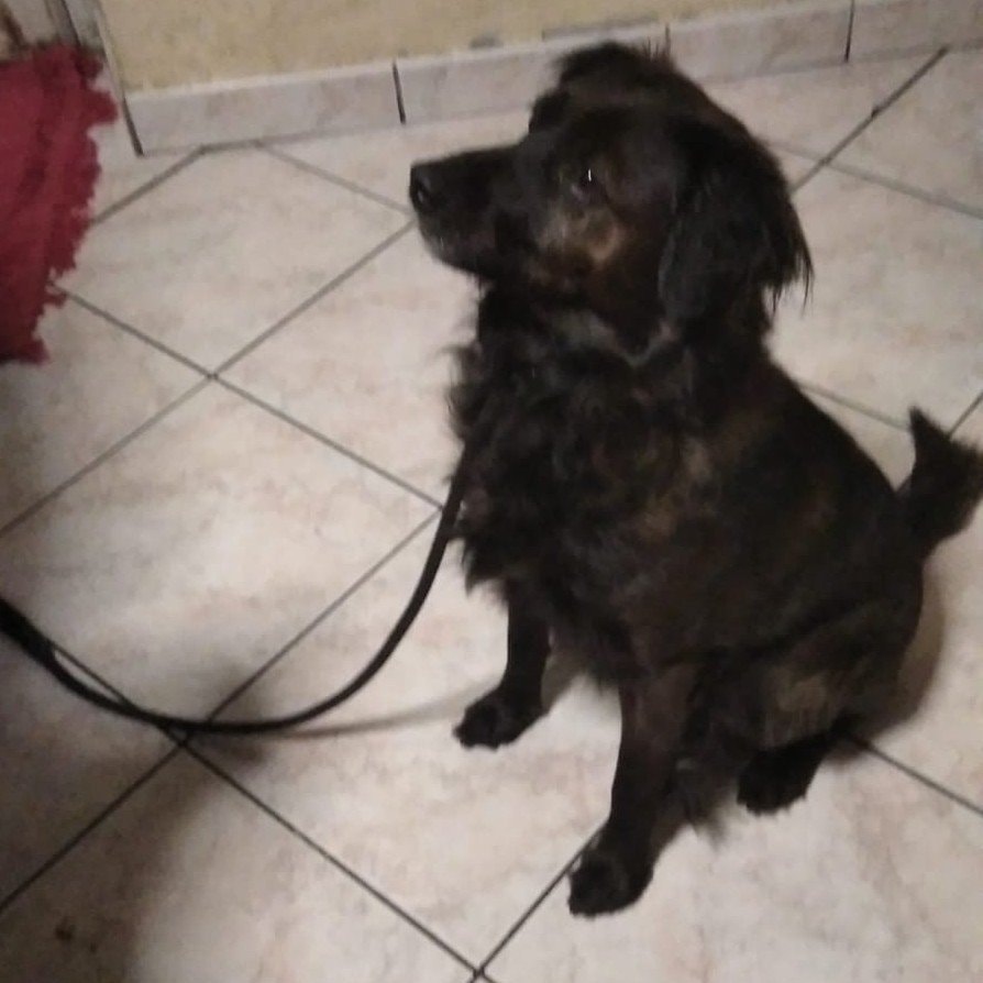 Willy 