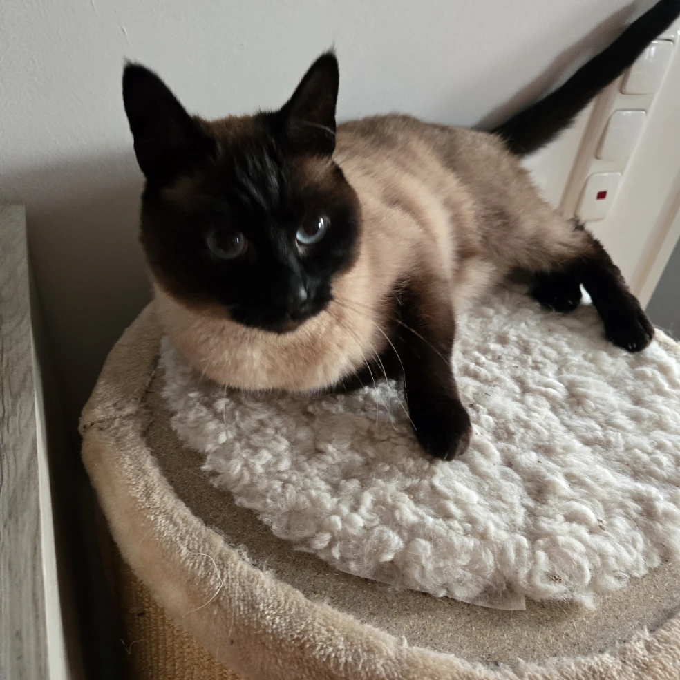Merlin
