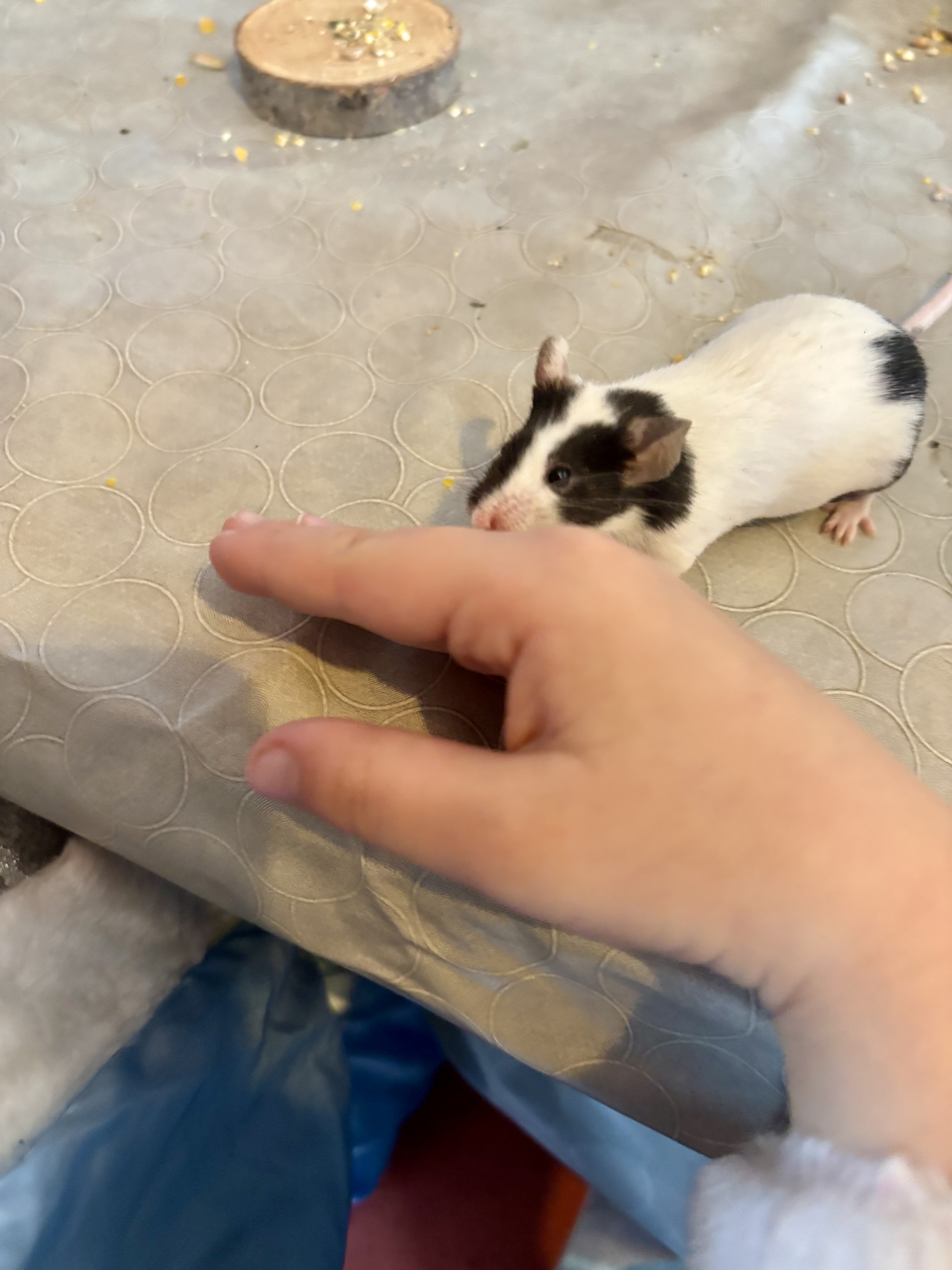 image-15