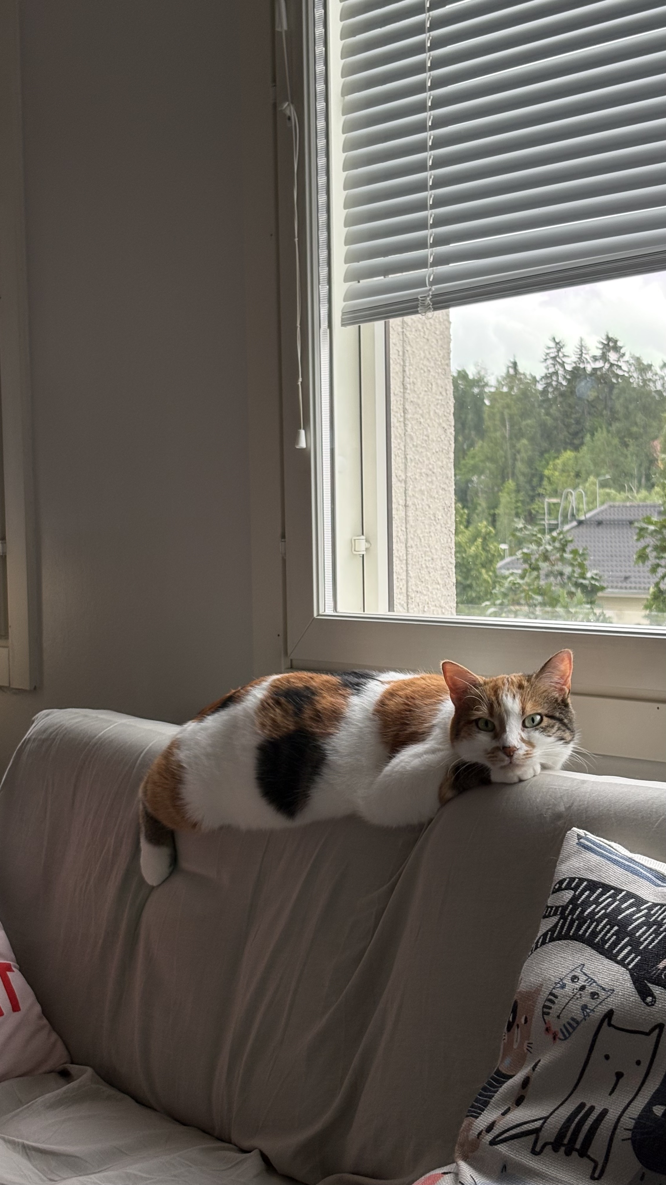 image-11