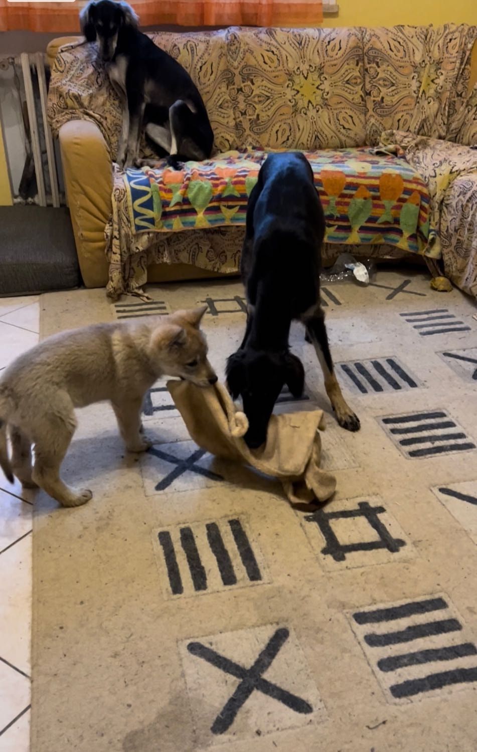 image-6