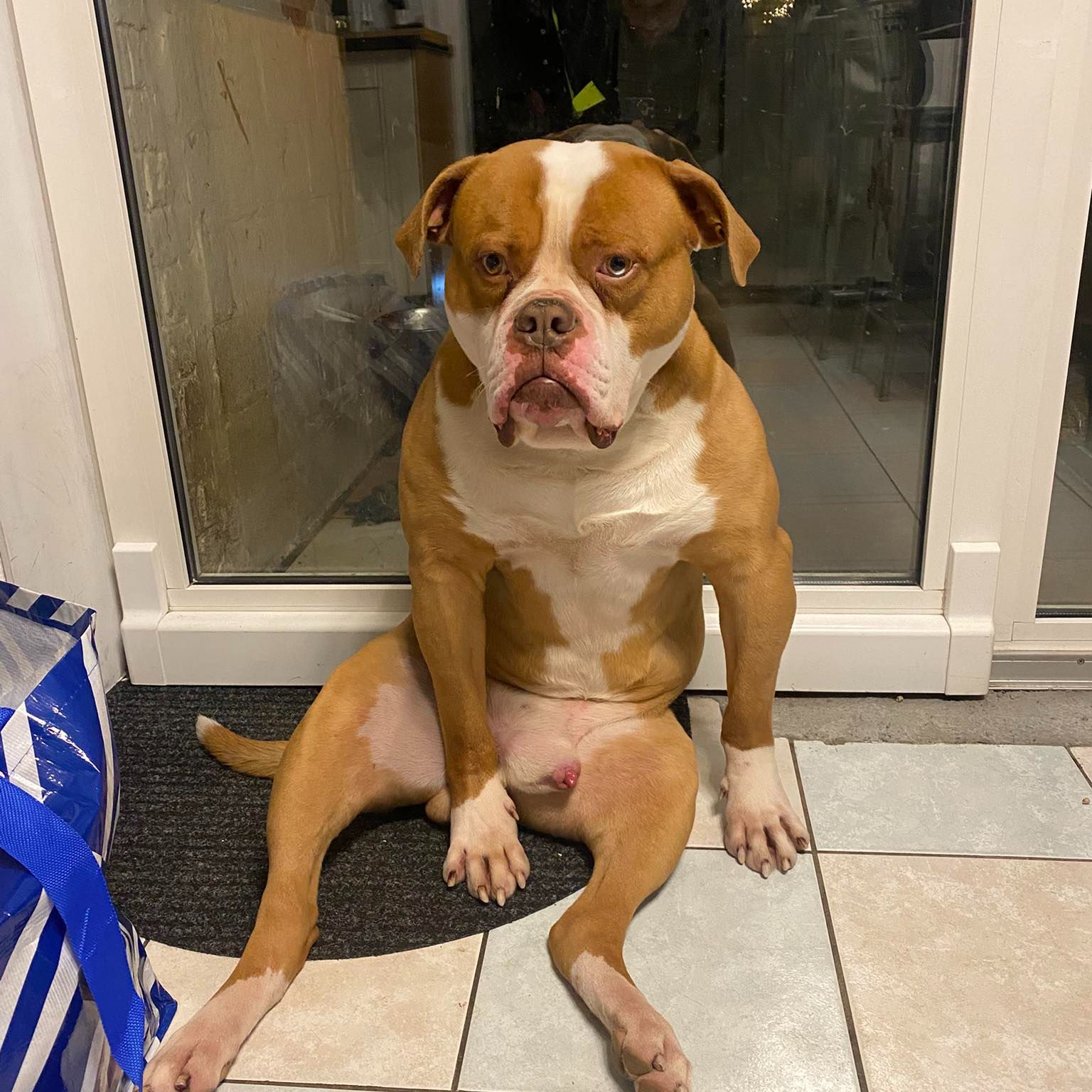 boef