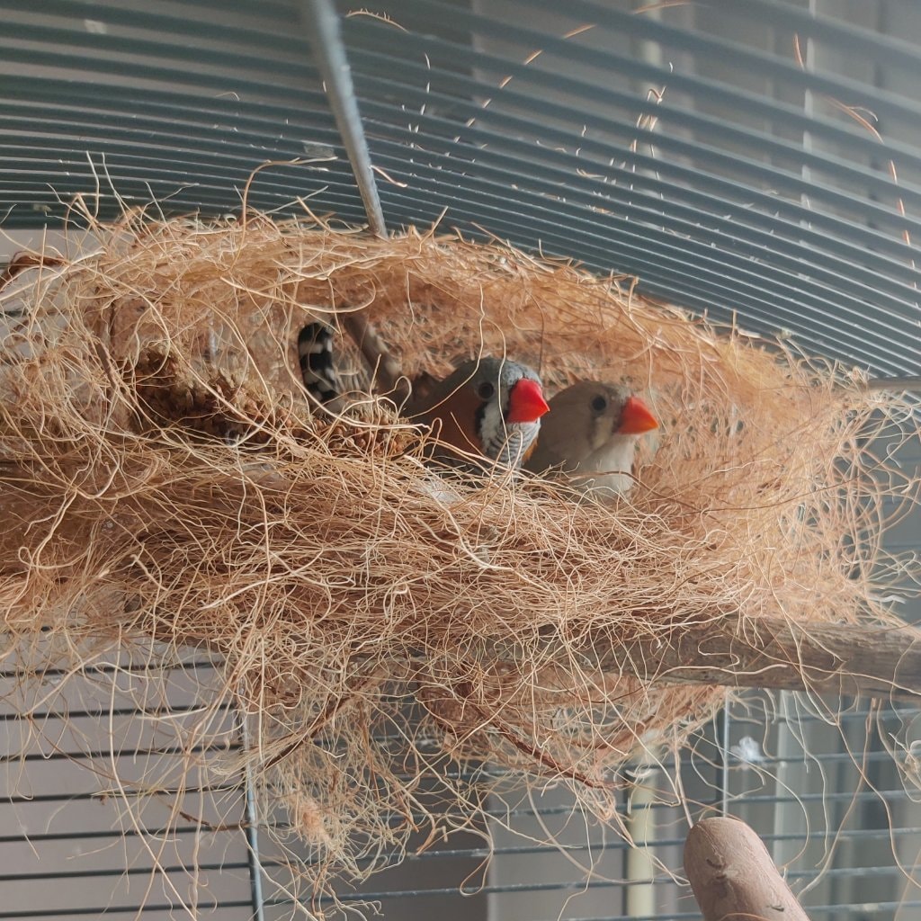 Kiki et Kikette