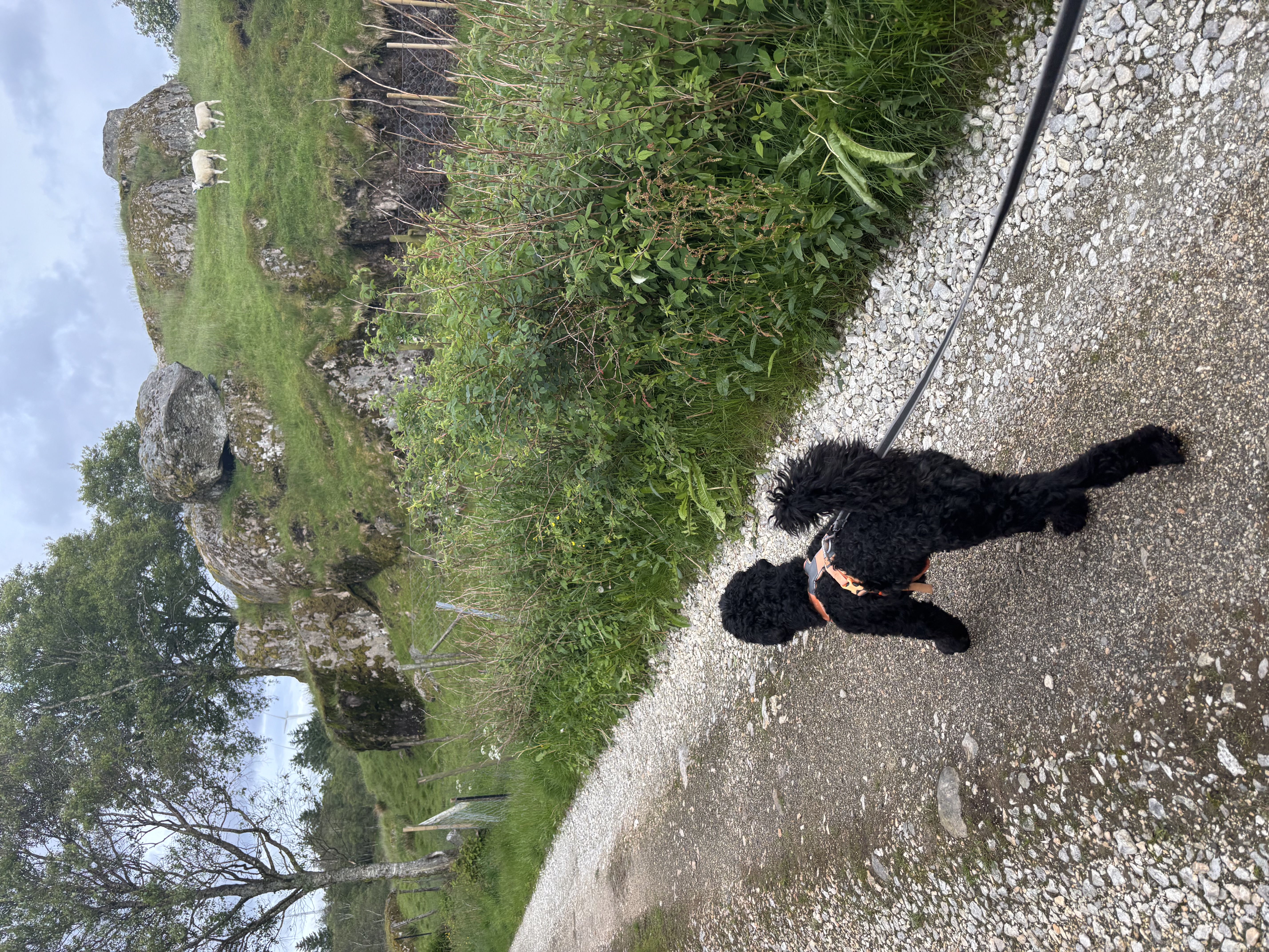 image-7